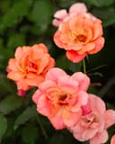 Coral Knock Out Rose Tree Form thumbnail 4