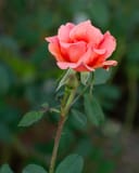 Coral Knock Out Rose Tree Form thumbnail 5