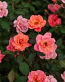 Coral Knock Out Rose Tree Form thumbnail 6