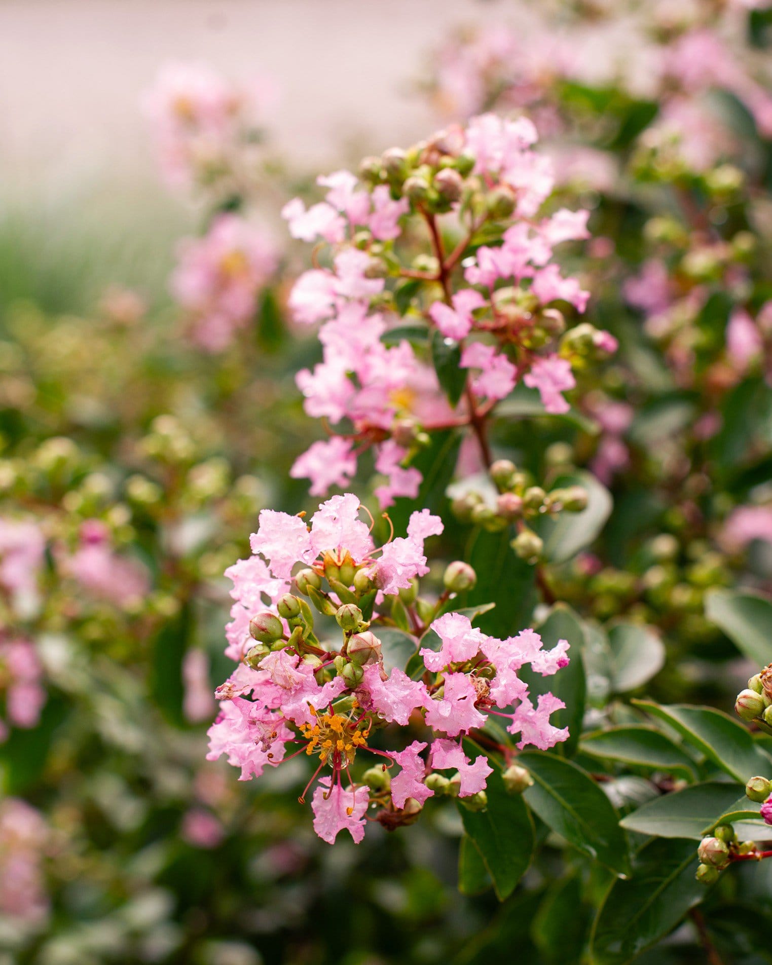 Cotton Candy Crape Myrtle