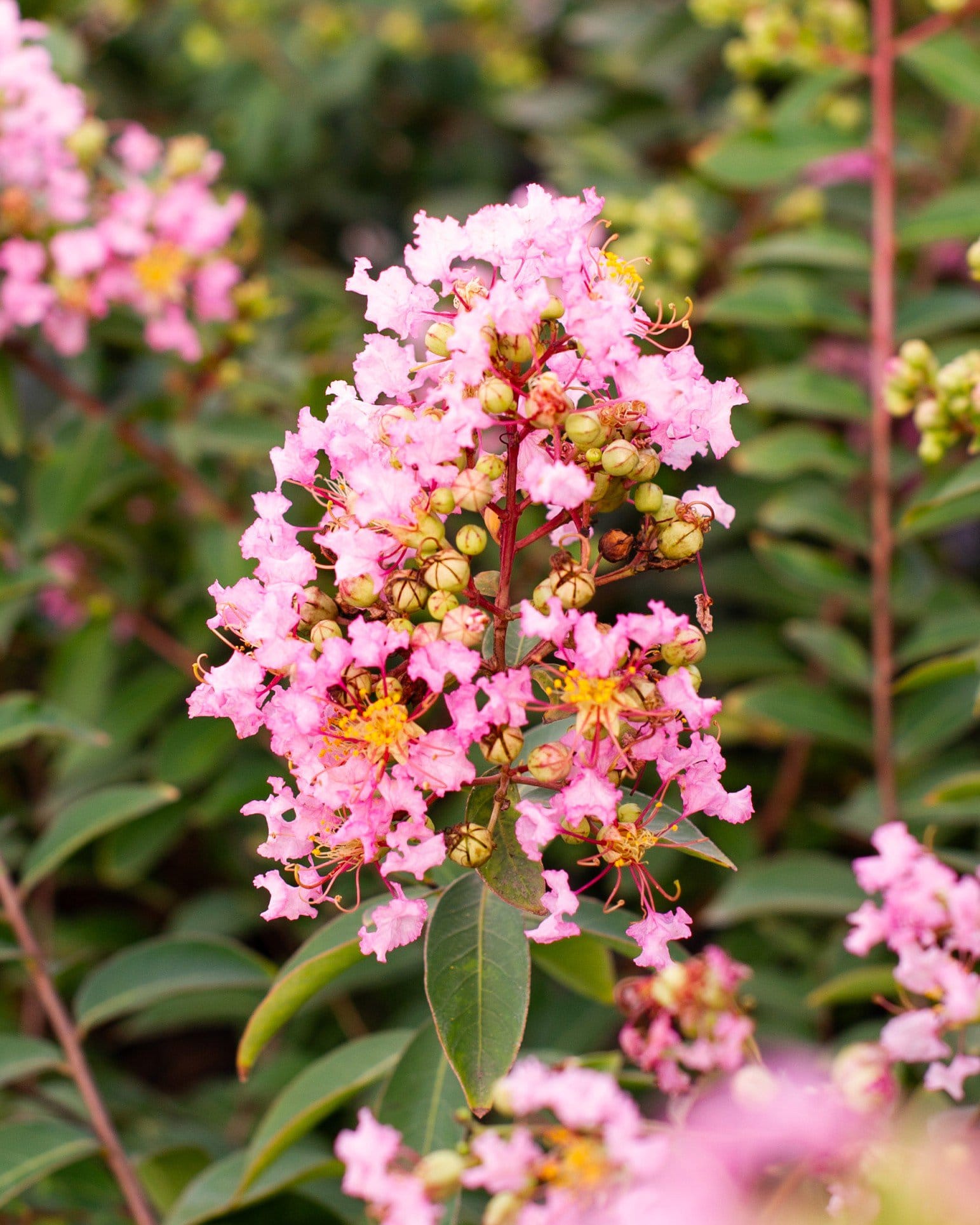 Cotton Candy Crape Myrtle - view 2