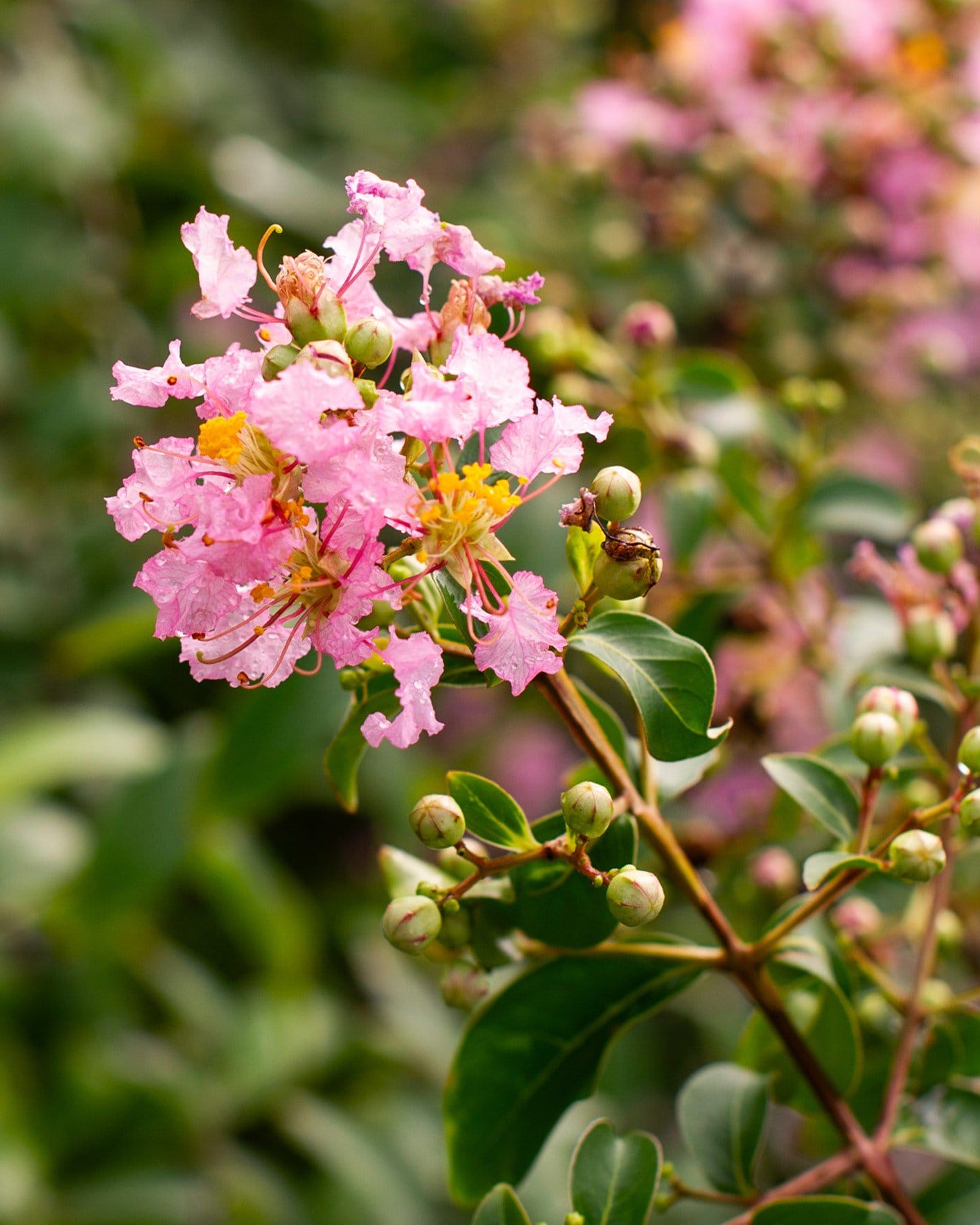 Cotton Candy Crape Myrtle - view 3
