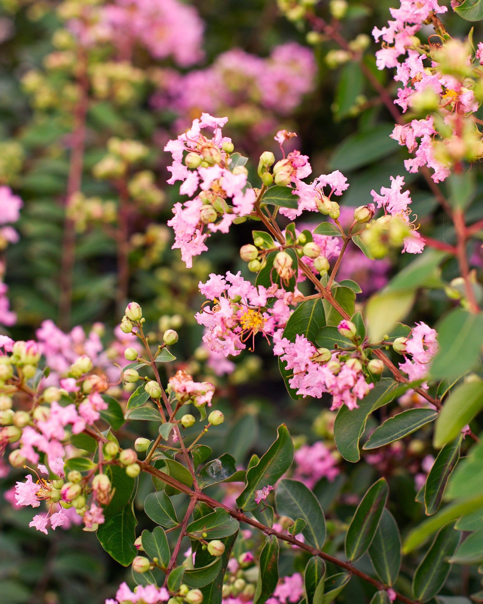Cotton Candy Crape Myrtle - view 4