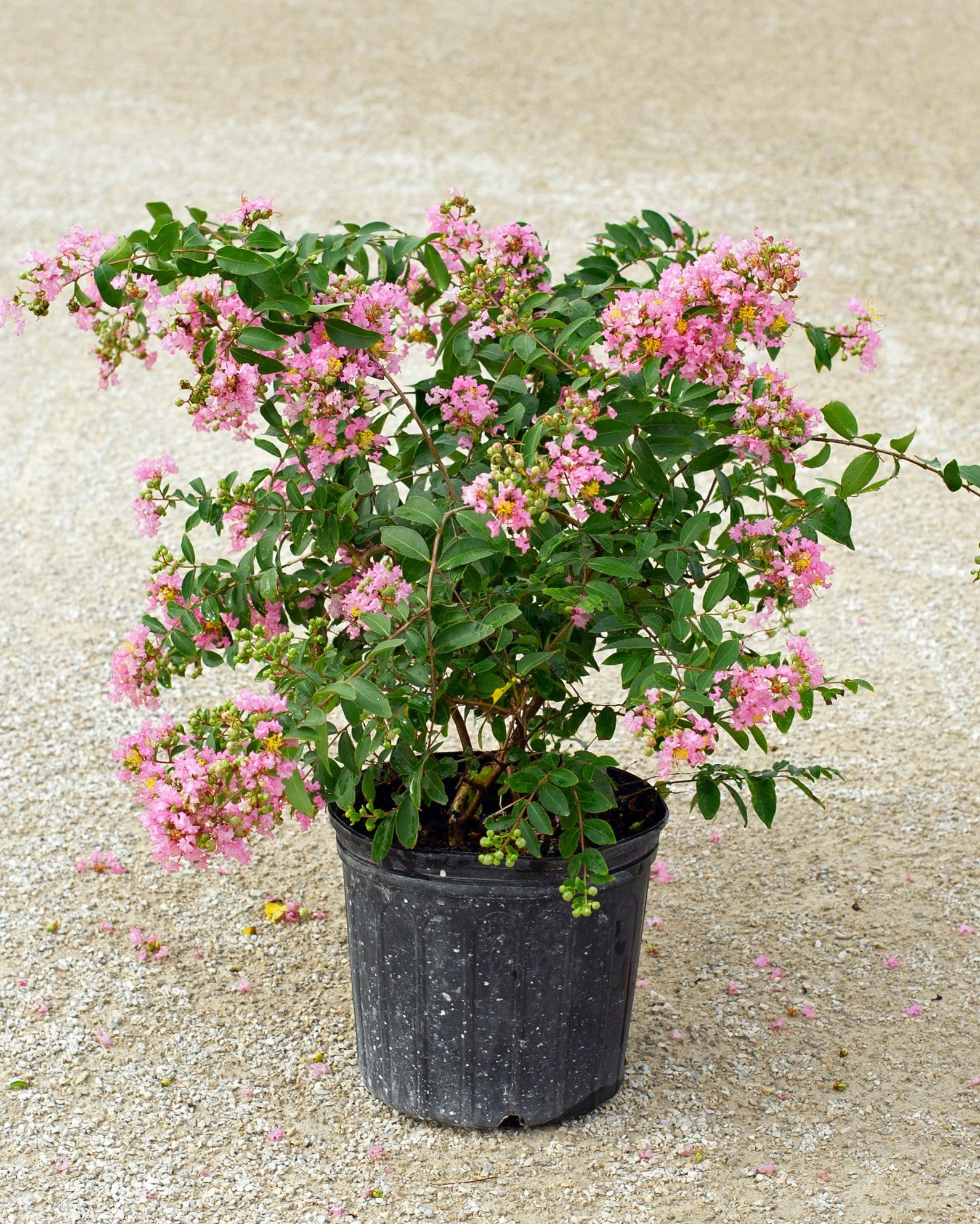 Cotton Candy Crape Myrtle - view 5