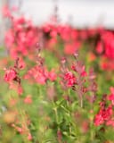 Coral Salvia Greggii thumbnail 4