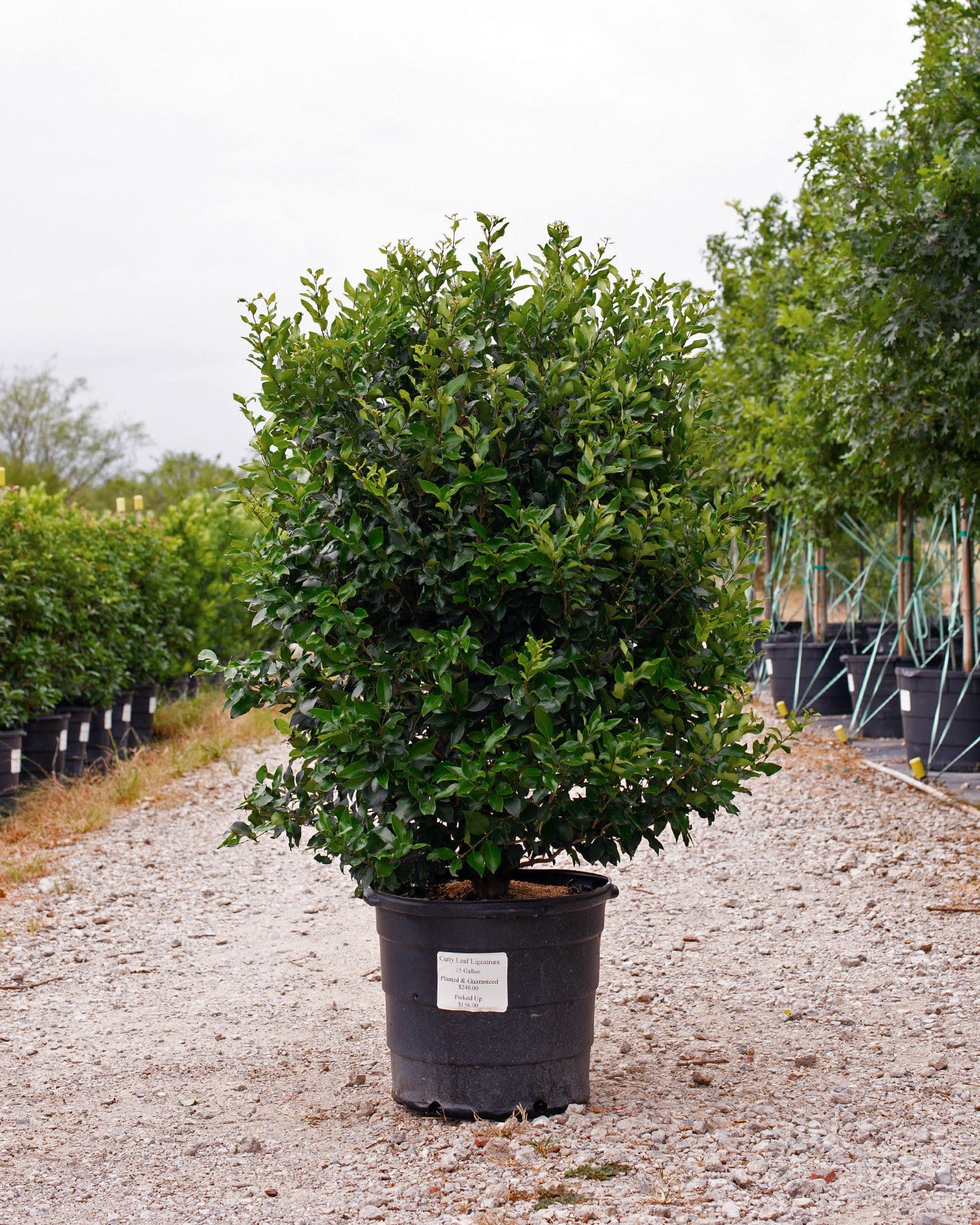 Curly Leaf Ligustrum