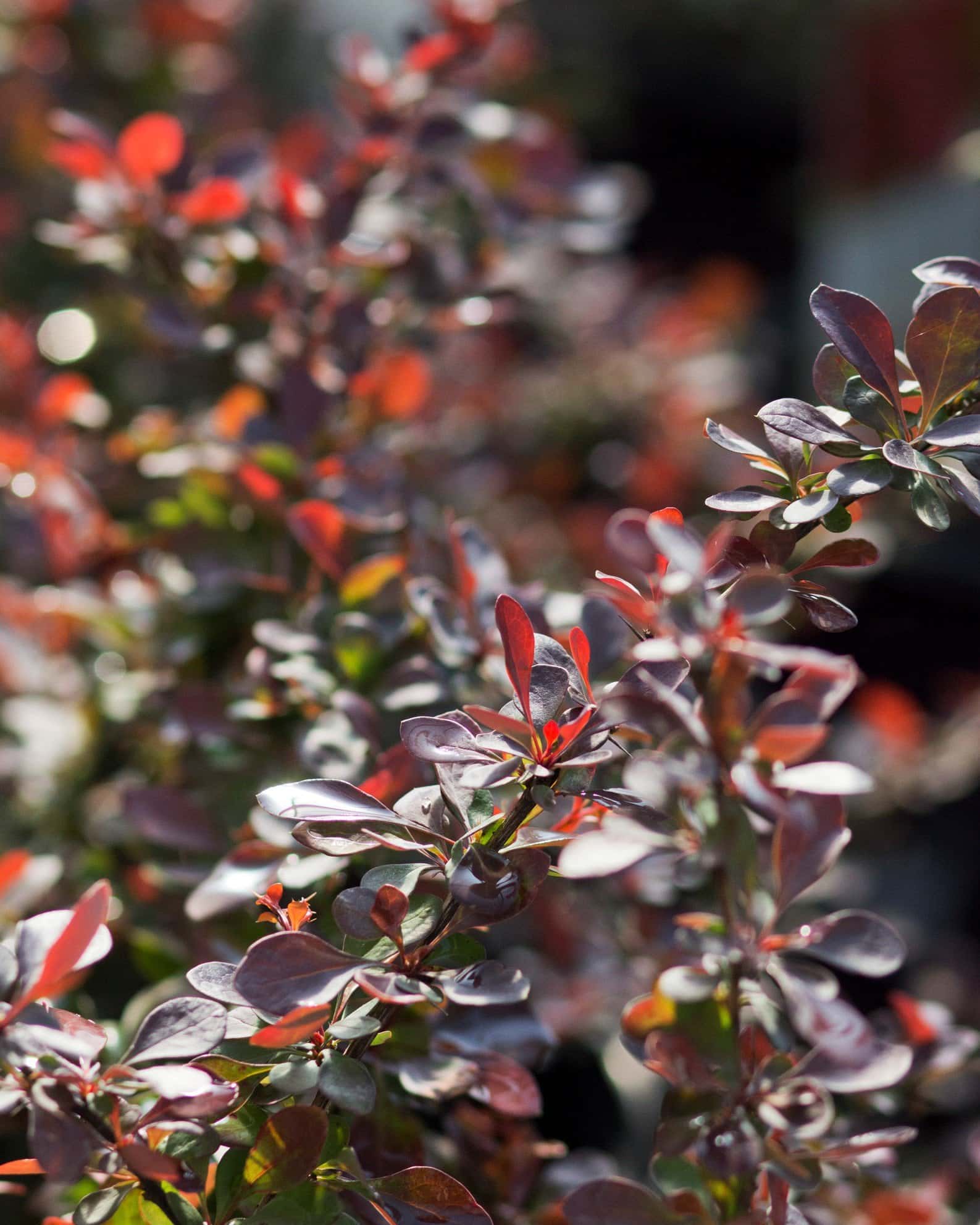 Crimson Pygmy Barberry - Image 5