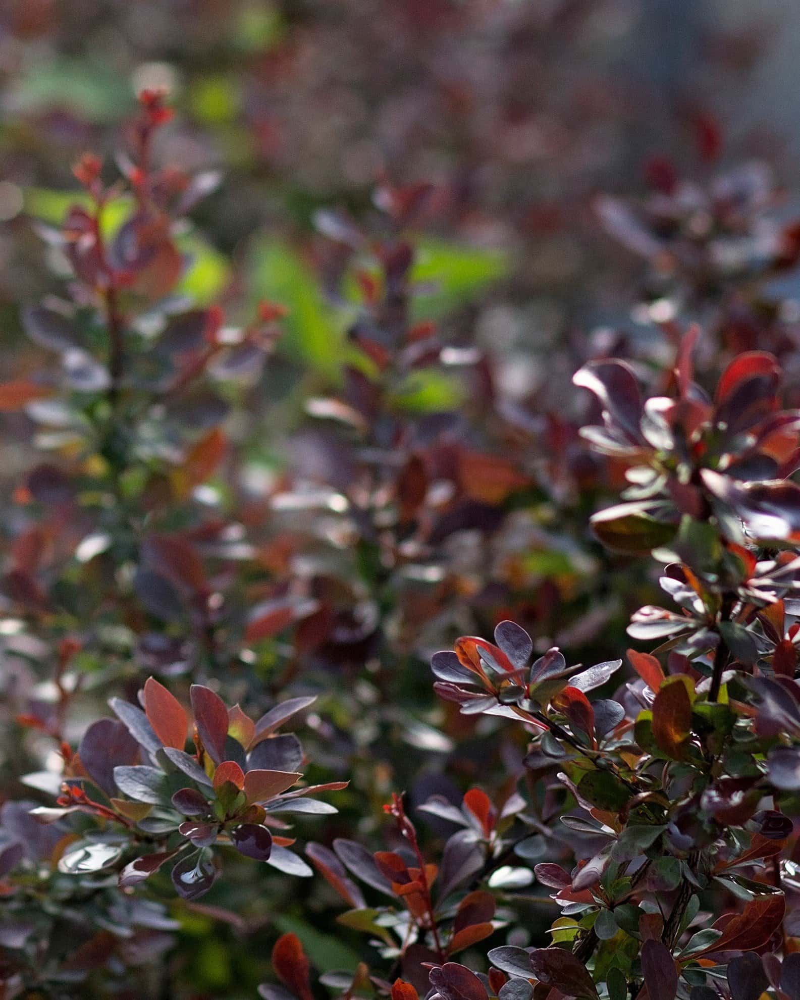 Crimson Pygmy Barberry - Image 6