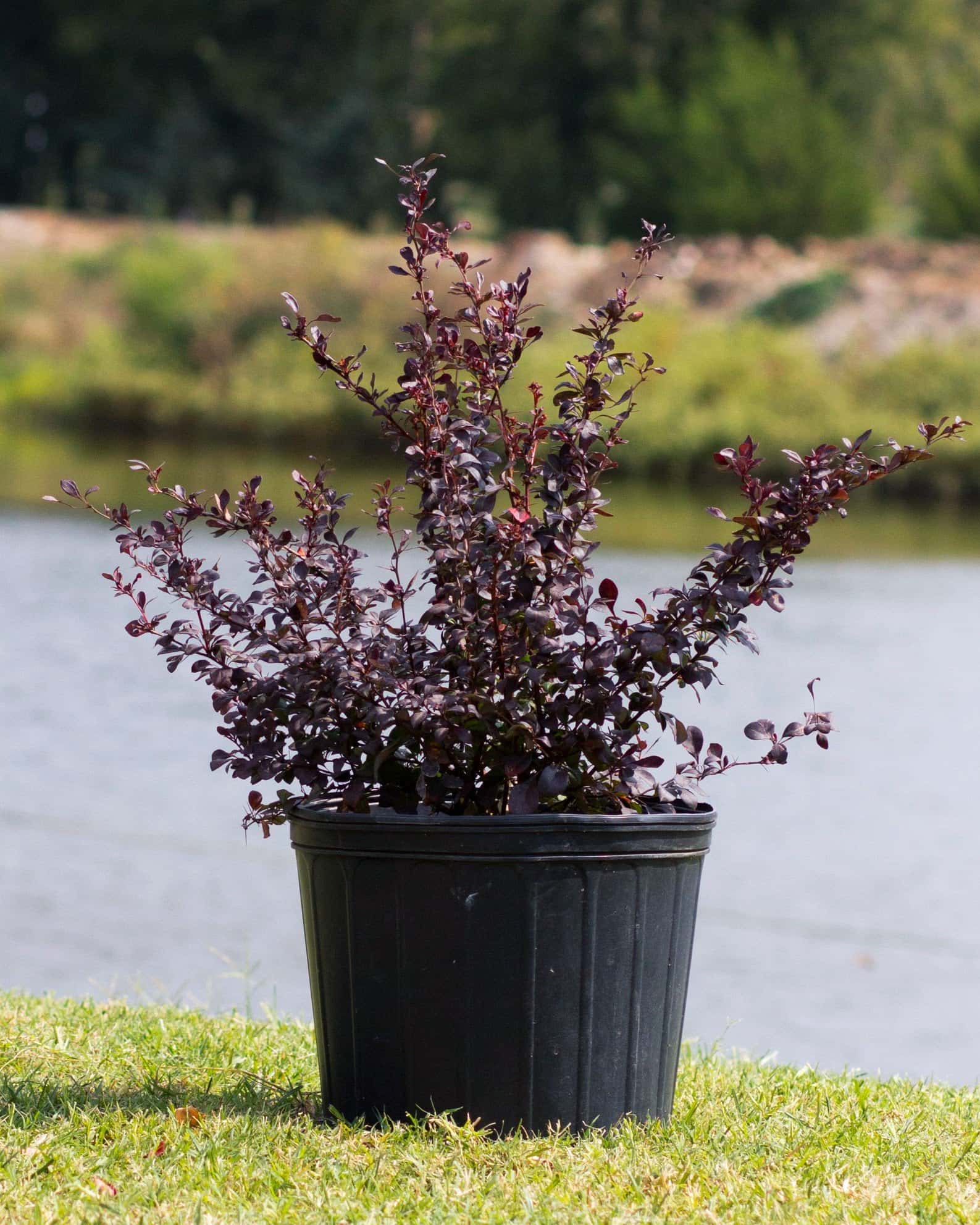 Crimson Pygmy Barberry - Image 7