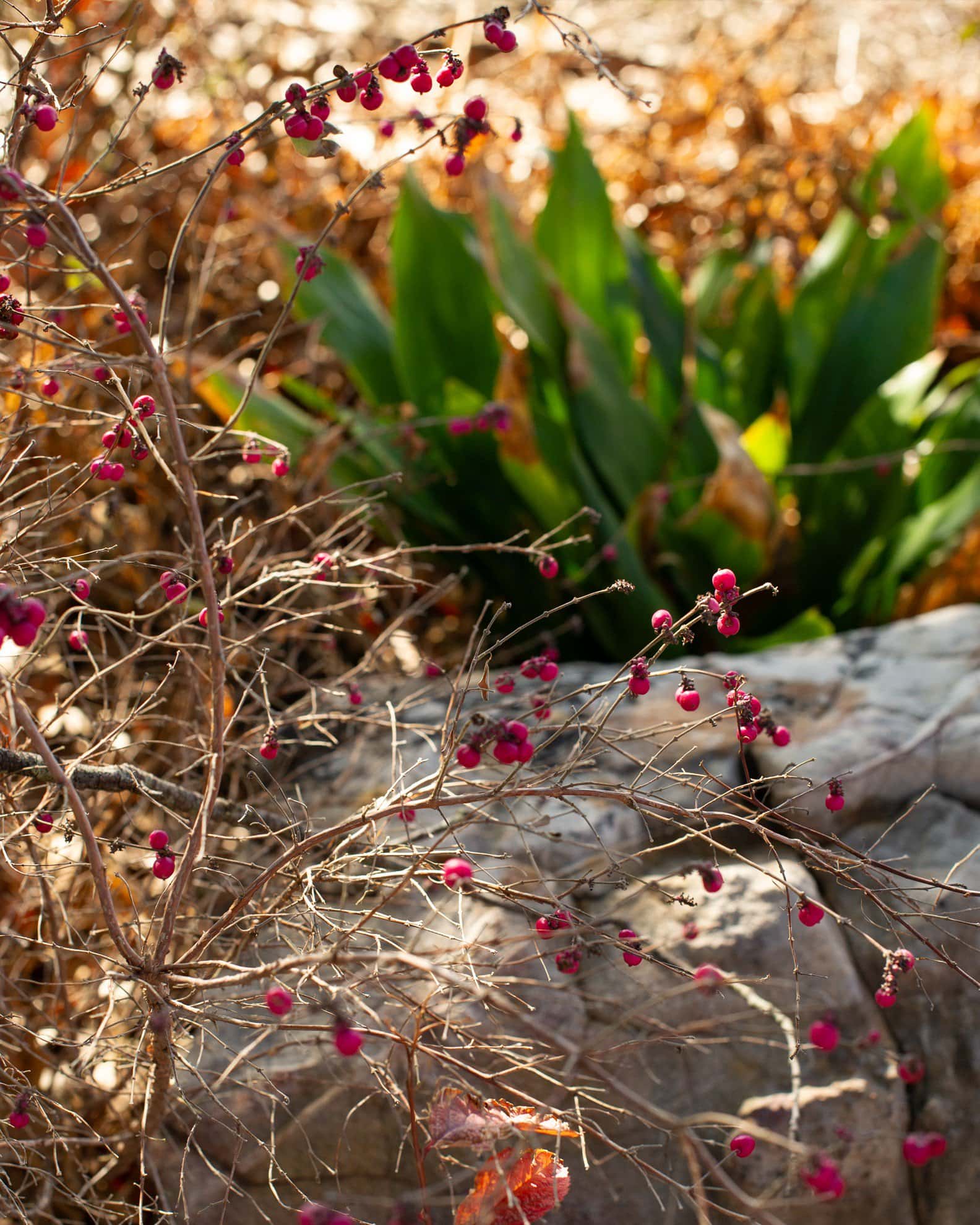 Coralberry - Image 1