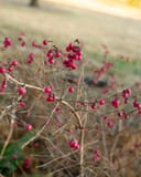 Coralberry thumbnail 5