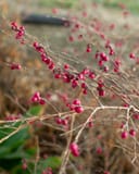 Coralberry thumbnail 6