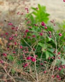 Coralberry thumbnail 7