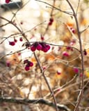 Coralberry thumbnail 8