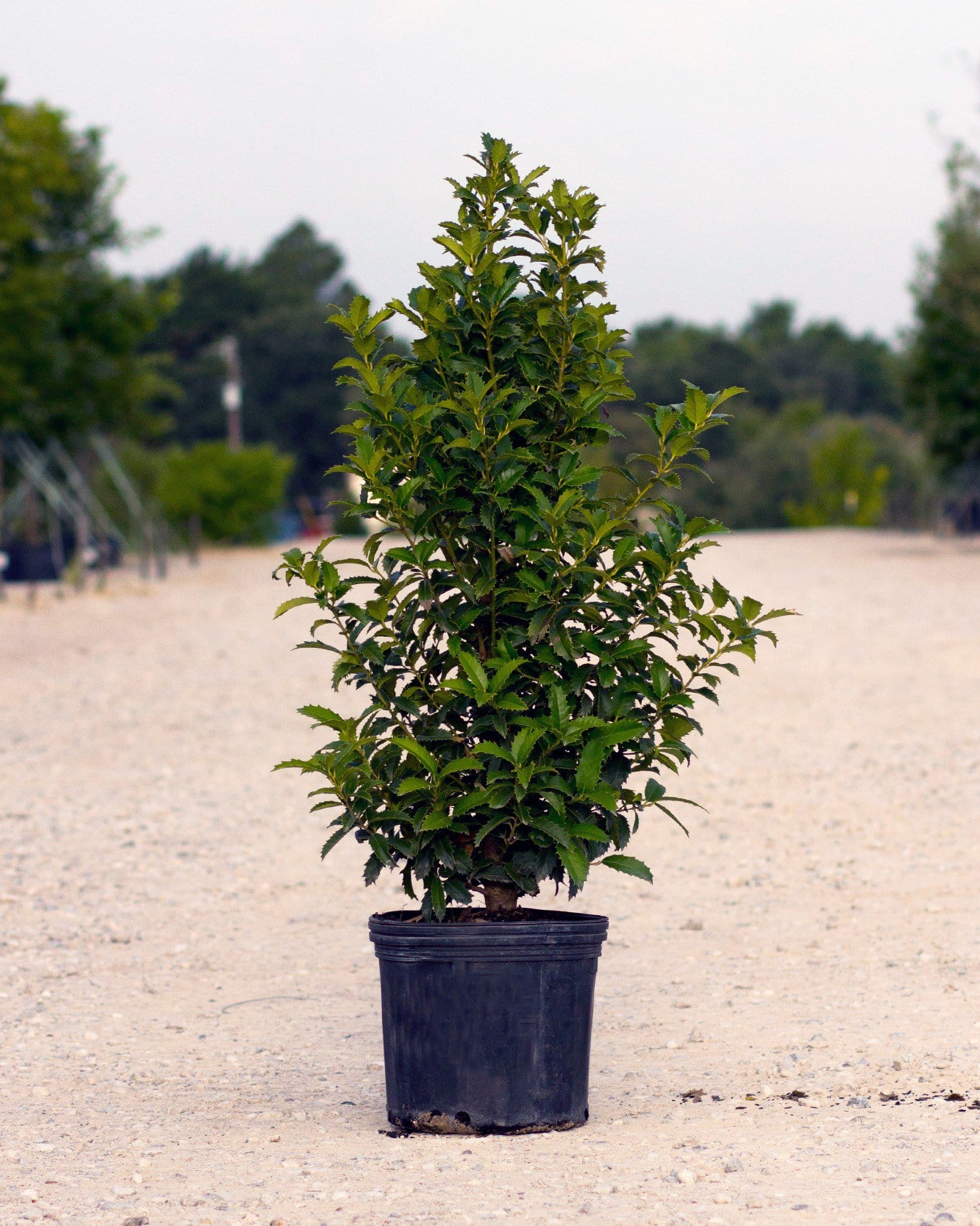 Crown Point Holly