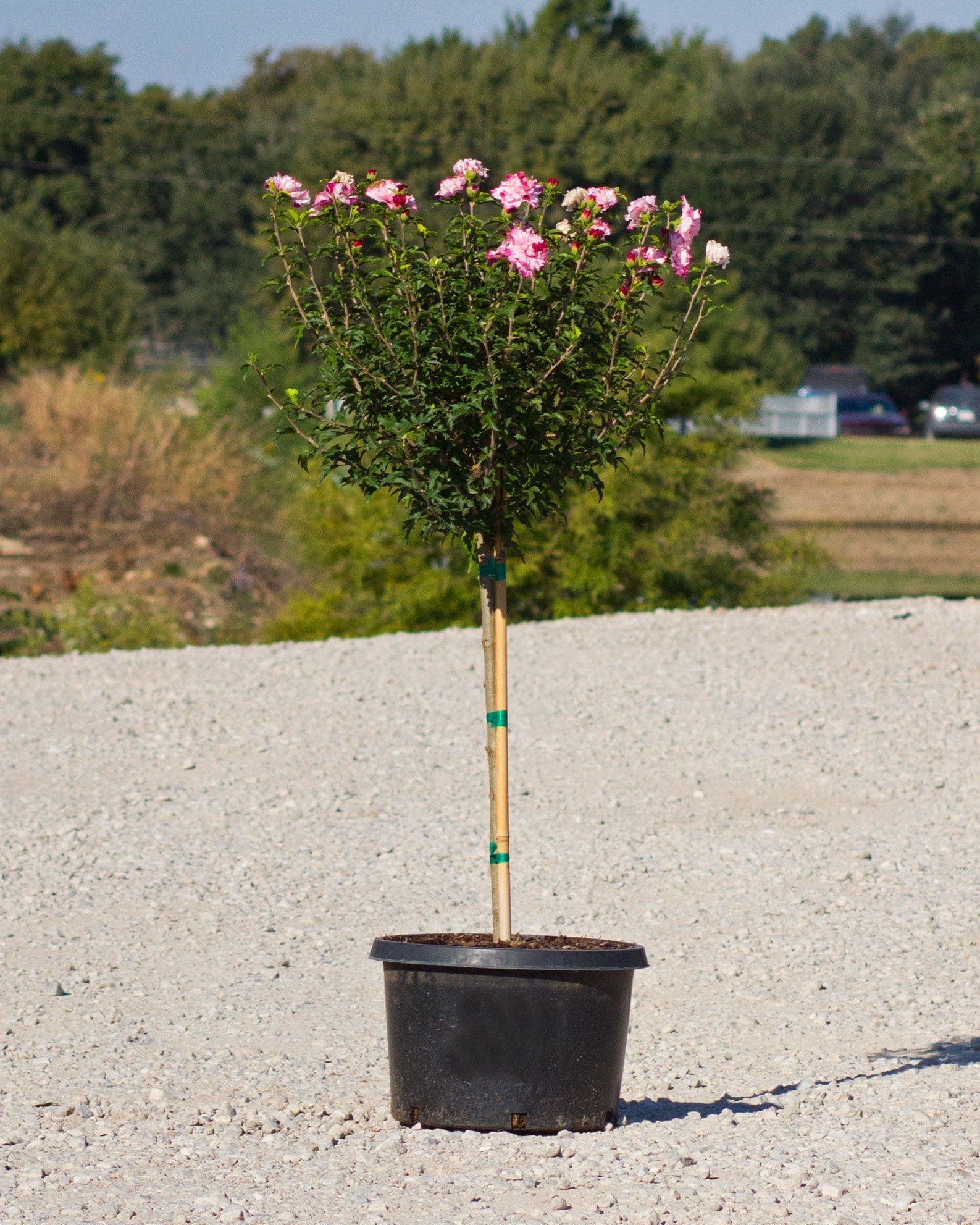 Danica Althea Tree Form - Image 1