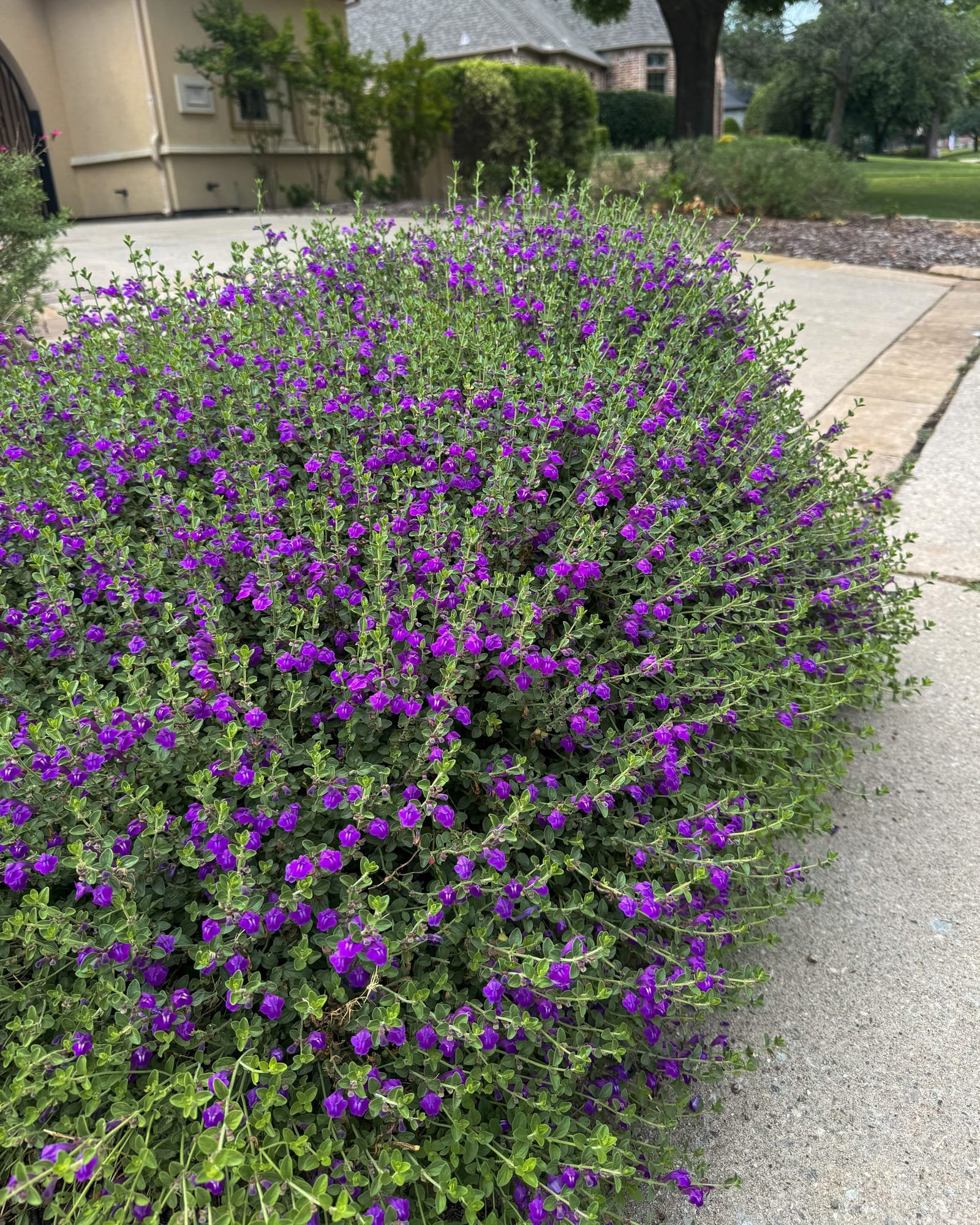 Dark Violet Skullcap - Image 1