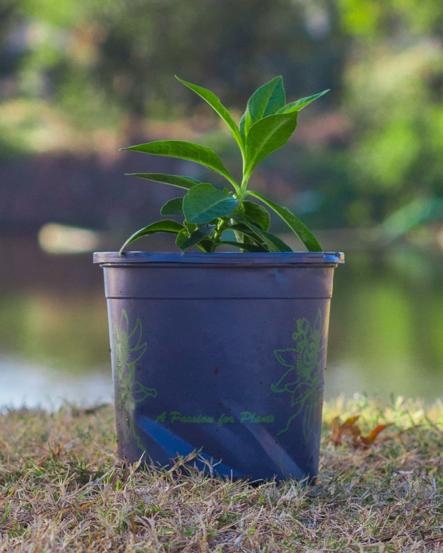 David Phlox - Image 1