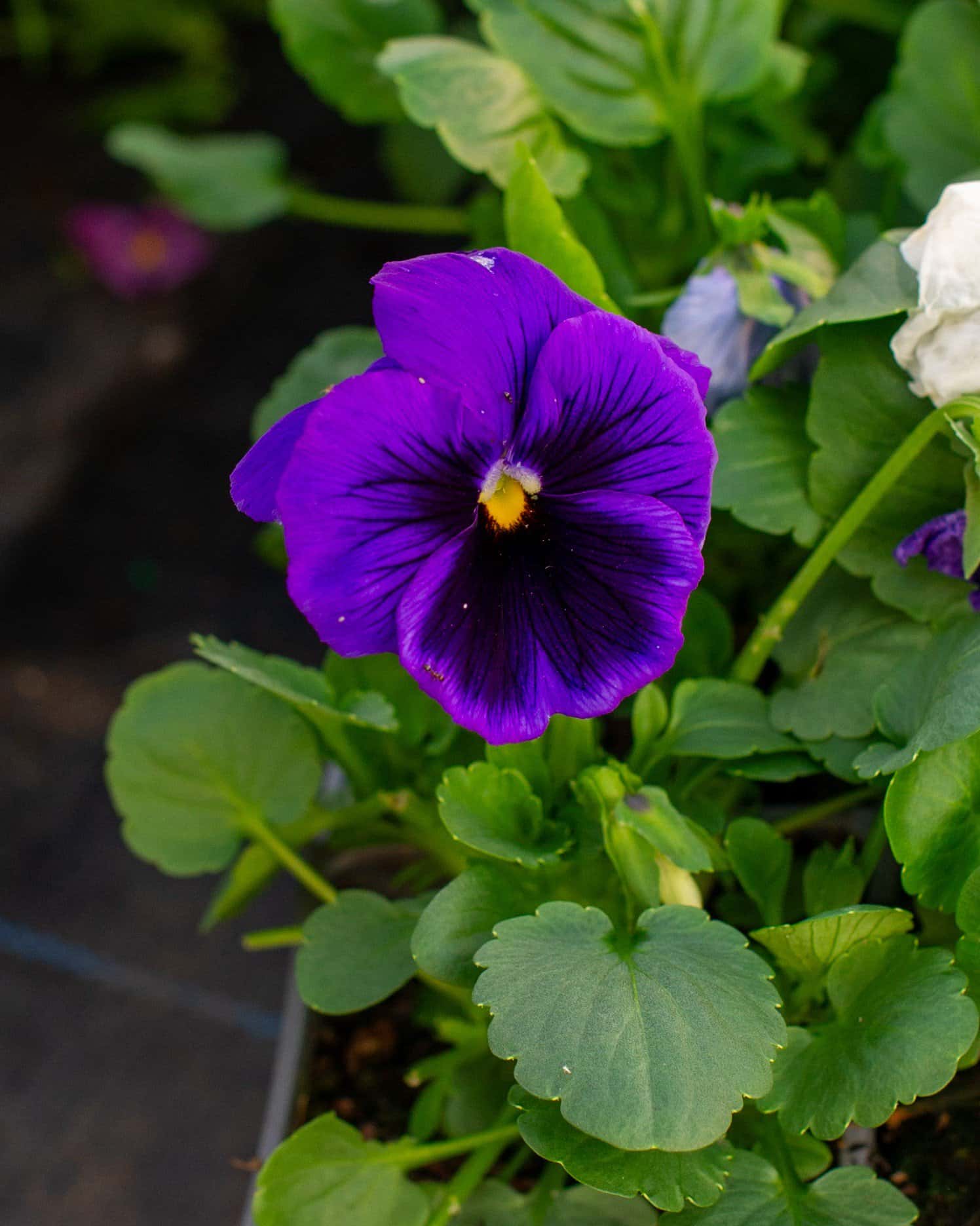 Delta Pro Cool Waters Mix Pansy - Image 1