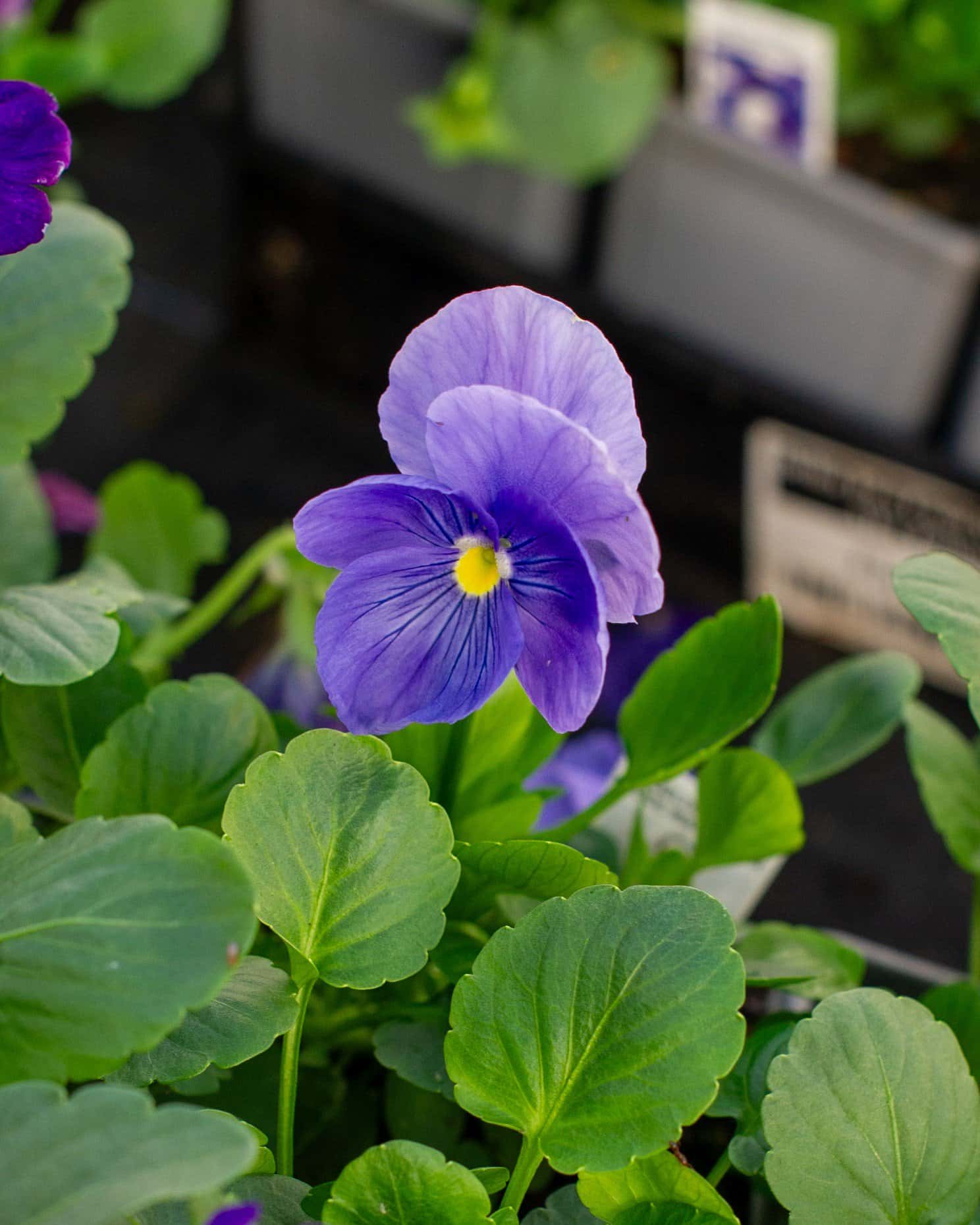 Delta Pro Cool Waters Mix Pansy - Image 2