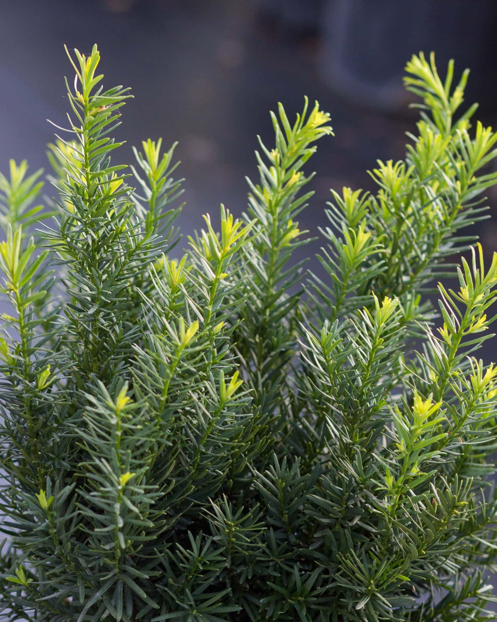 Densiformis Yew - Main Image