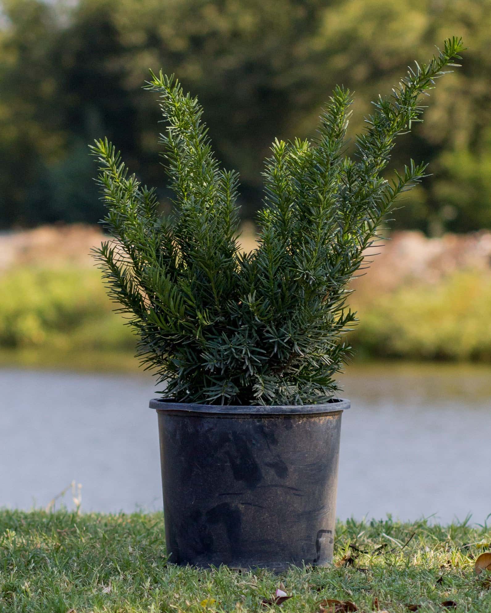 Densiformis Yew - Image 4