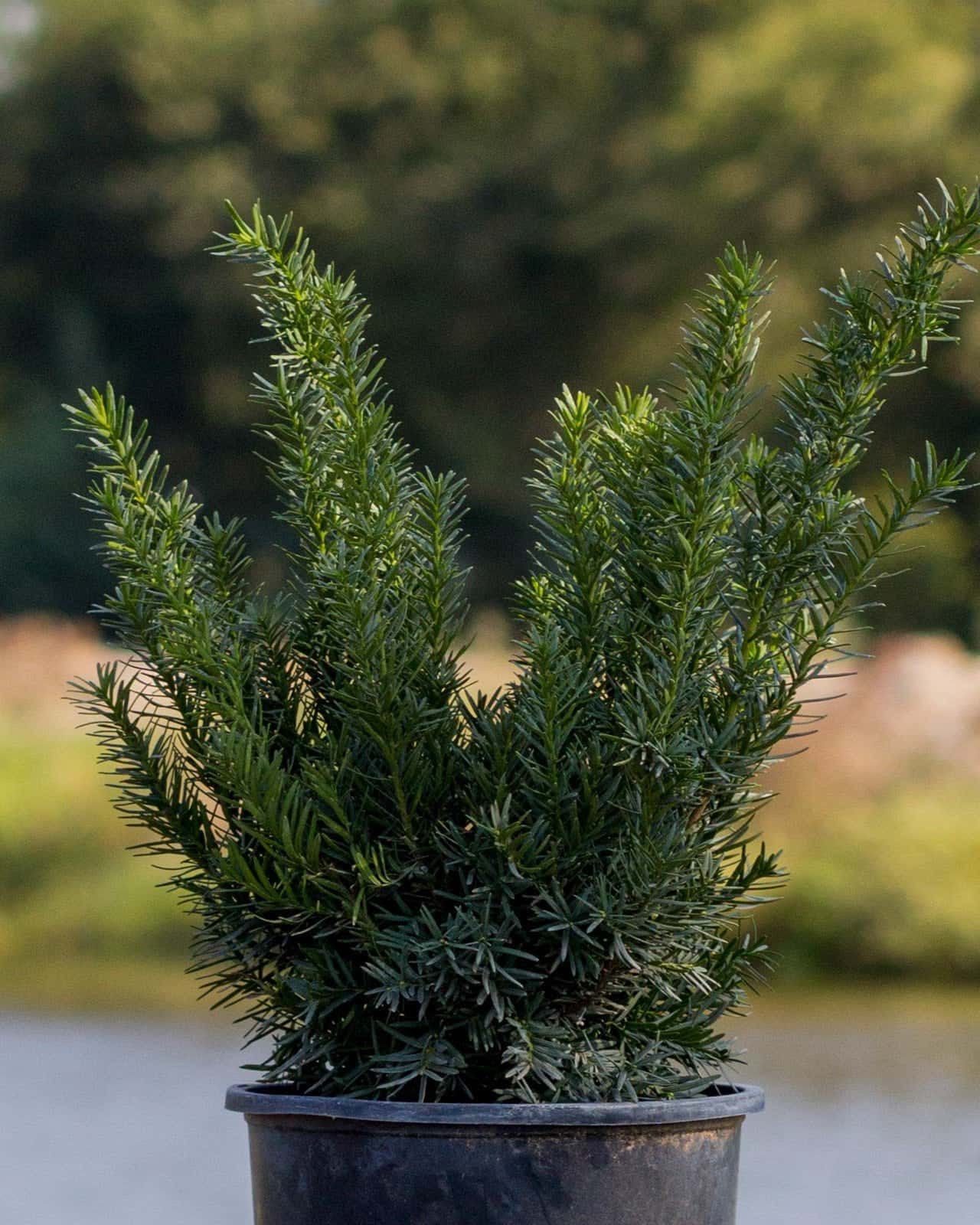 Densiformis Yew - Image 5