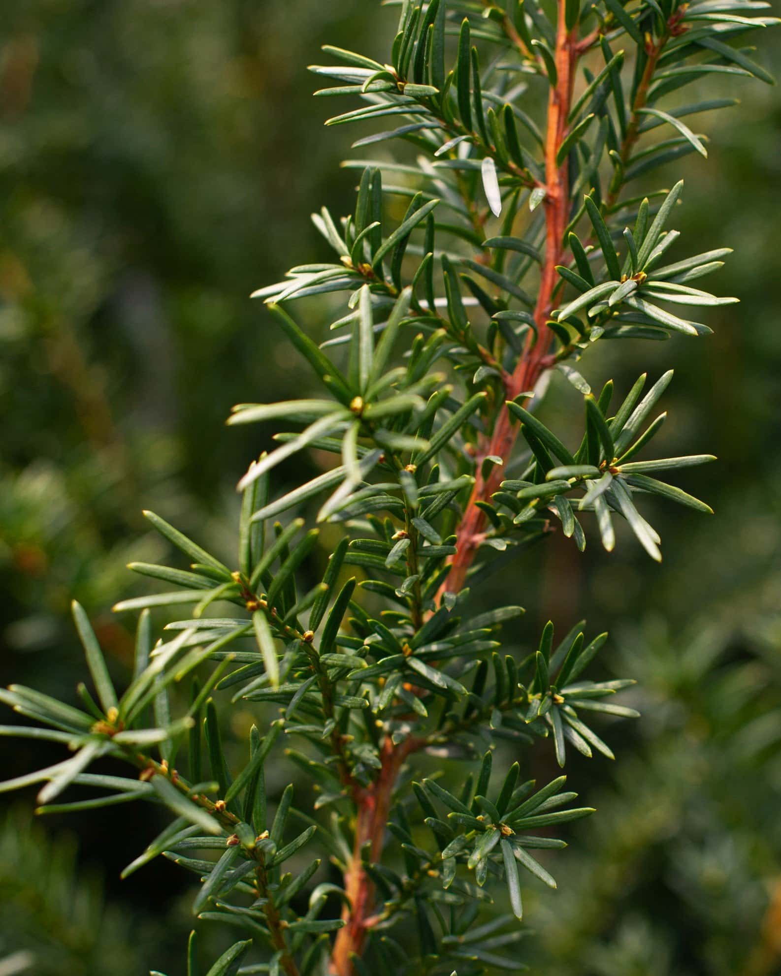 Densiformis Yew - Image 6