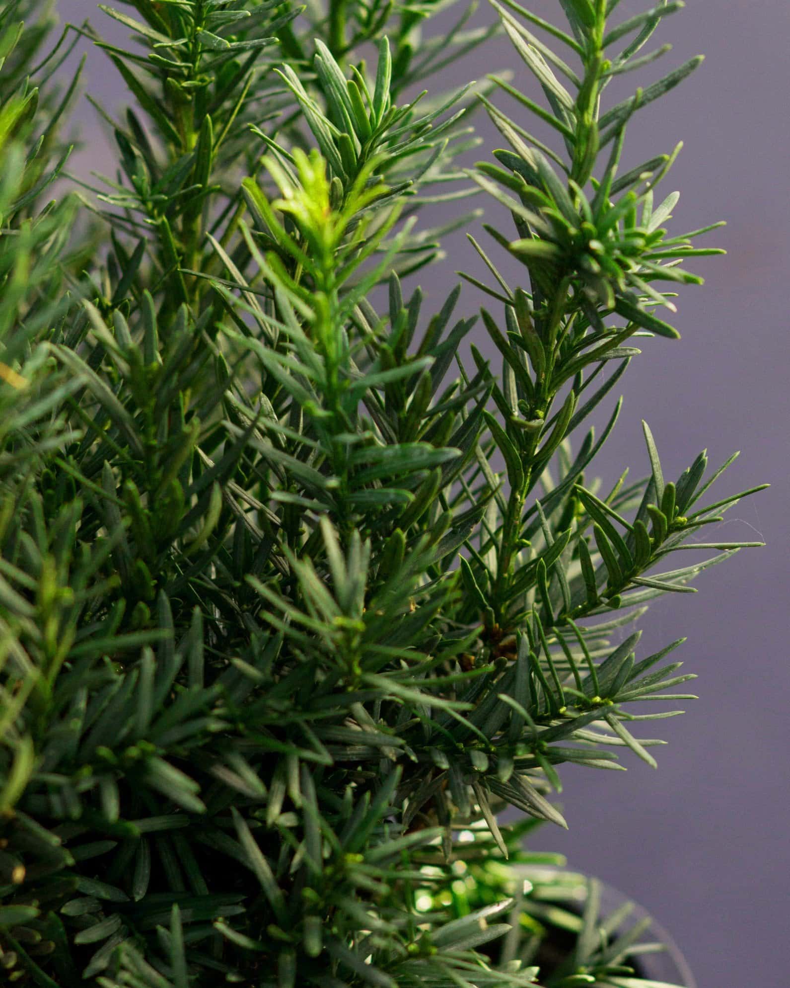 Densiformis Yew - Image 7
