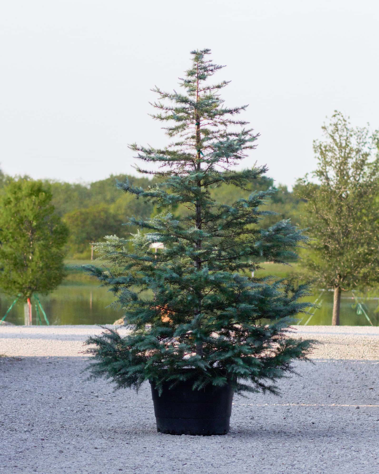 Deodar Cedar Patti Faye - Main Image