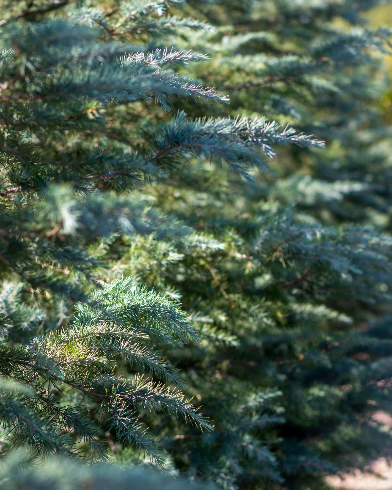 Deodar Cedar Patti Faye - Image 6