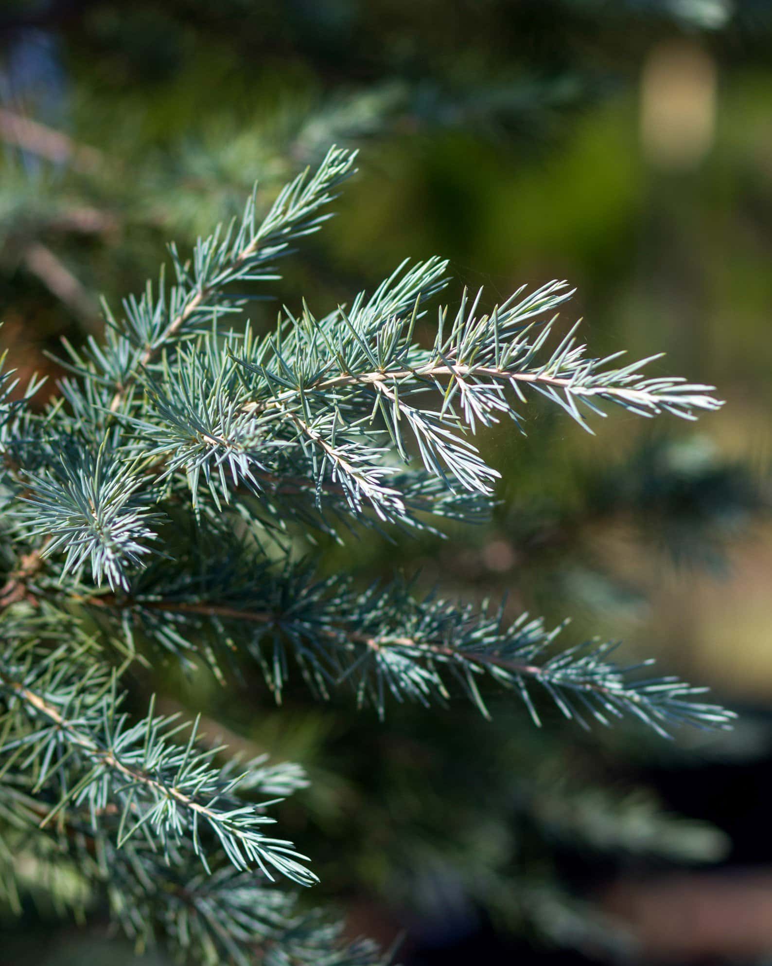 Deodar Cedar Patti Faye - Image 7