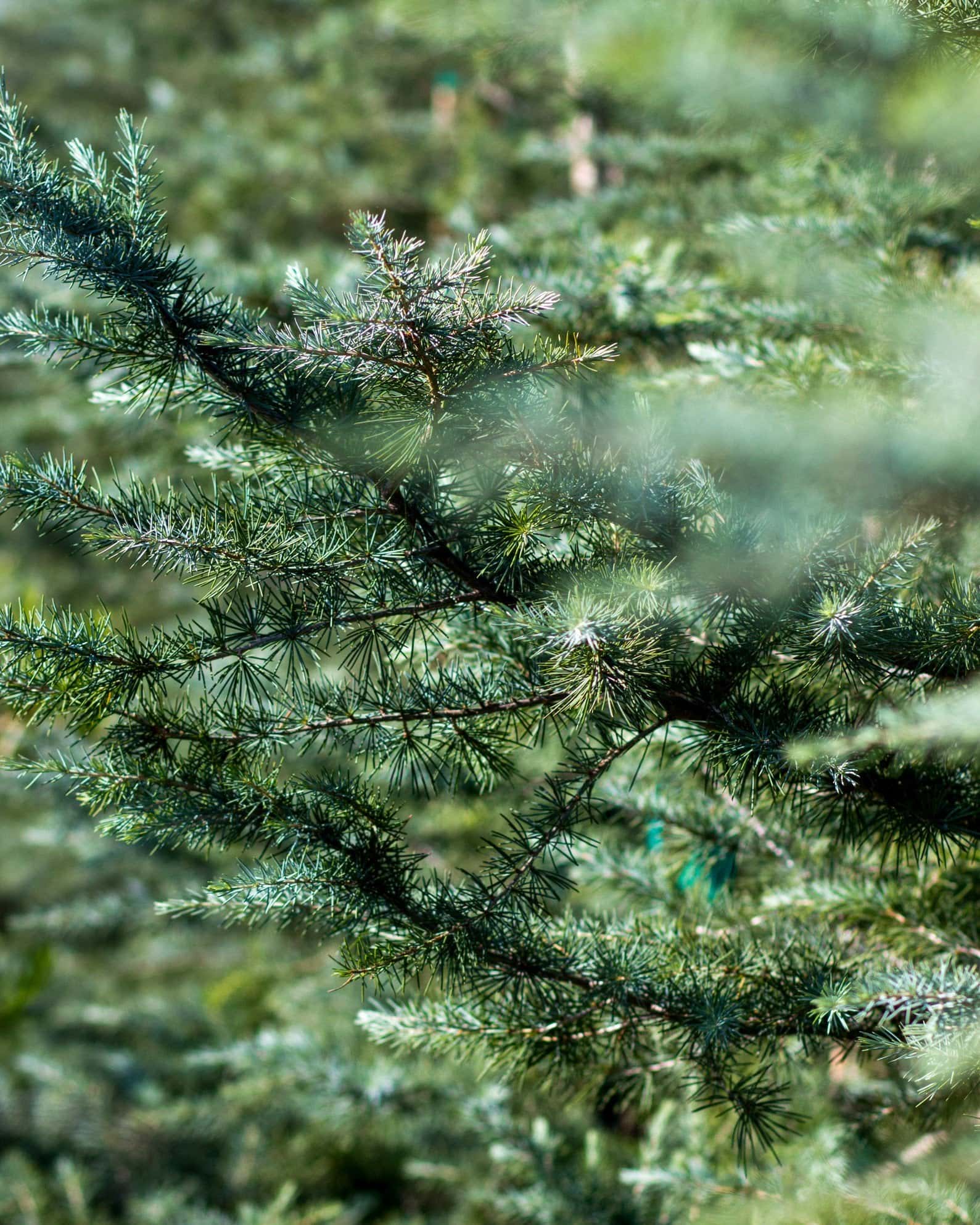 Deodar Cedar Patti Faye - Image 1