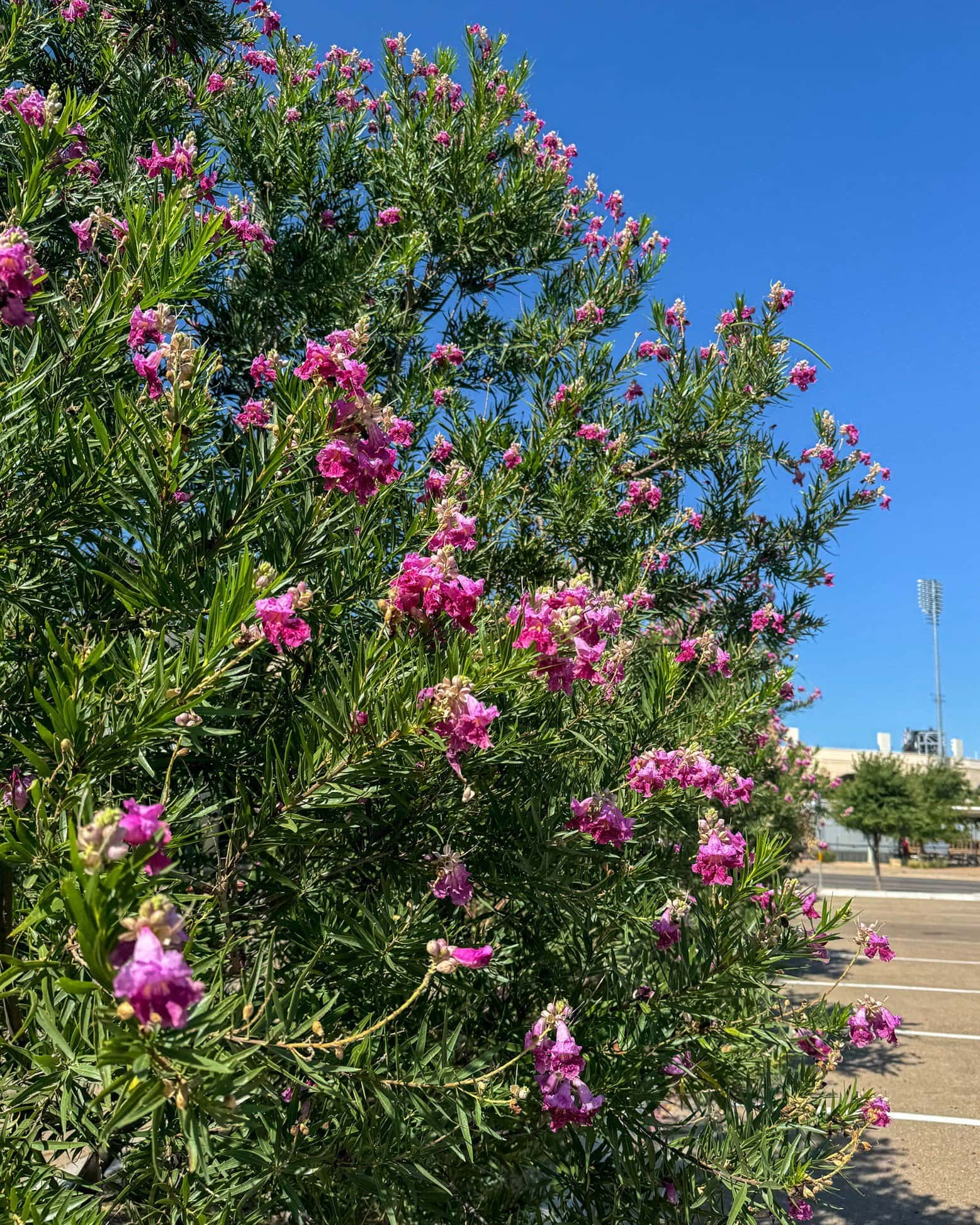 Desert Willow Bubba - Image 3