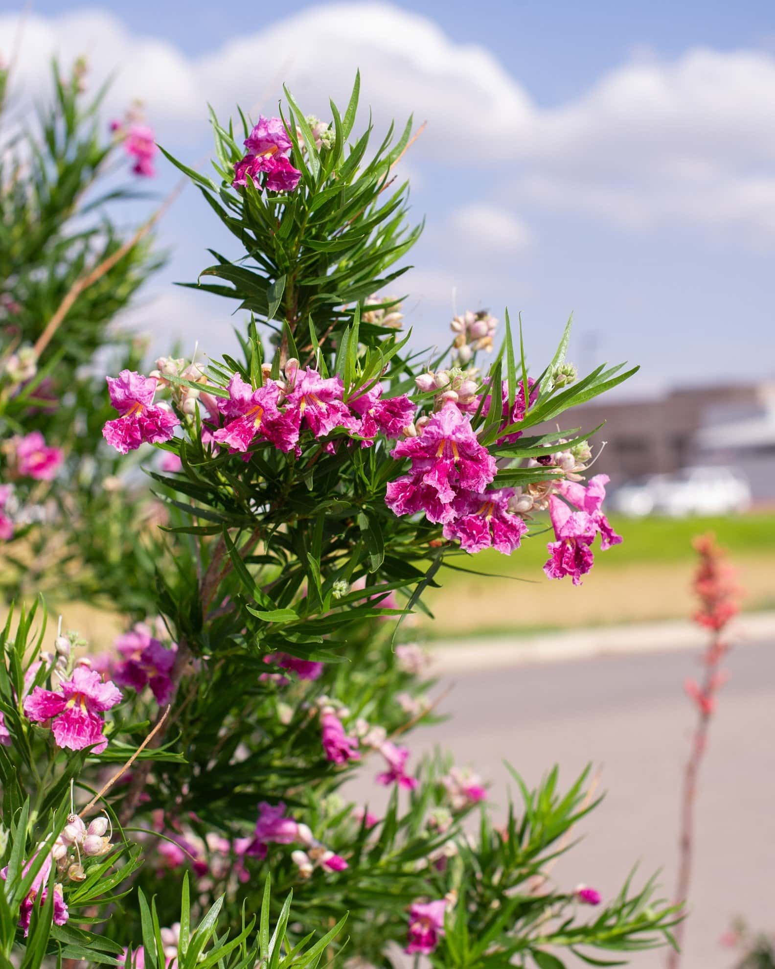 Desert Willow Bubba - Image 4