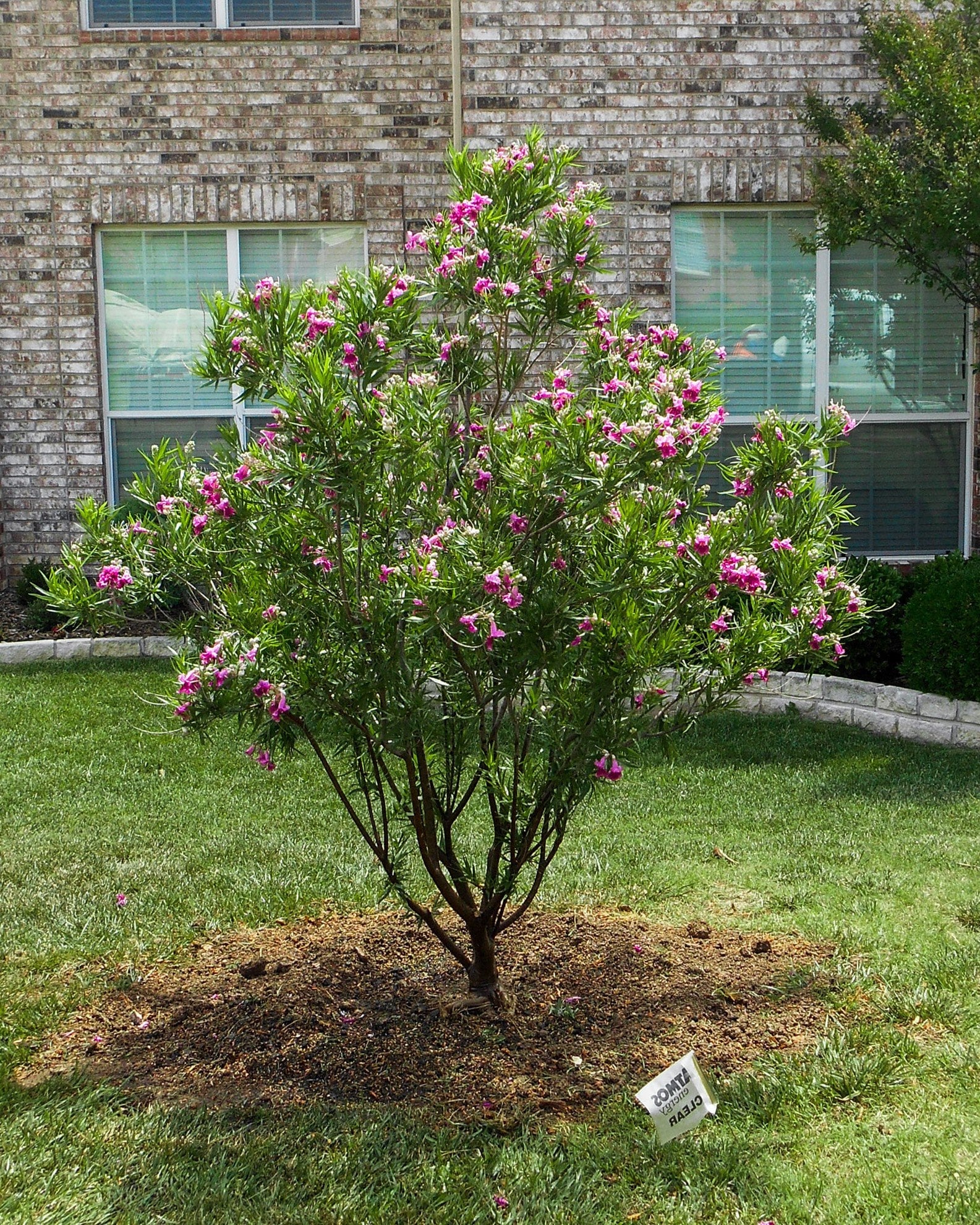 Bubba Desert Willow - Image 2