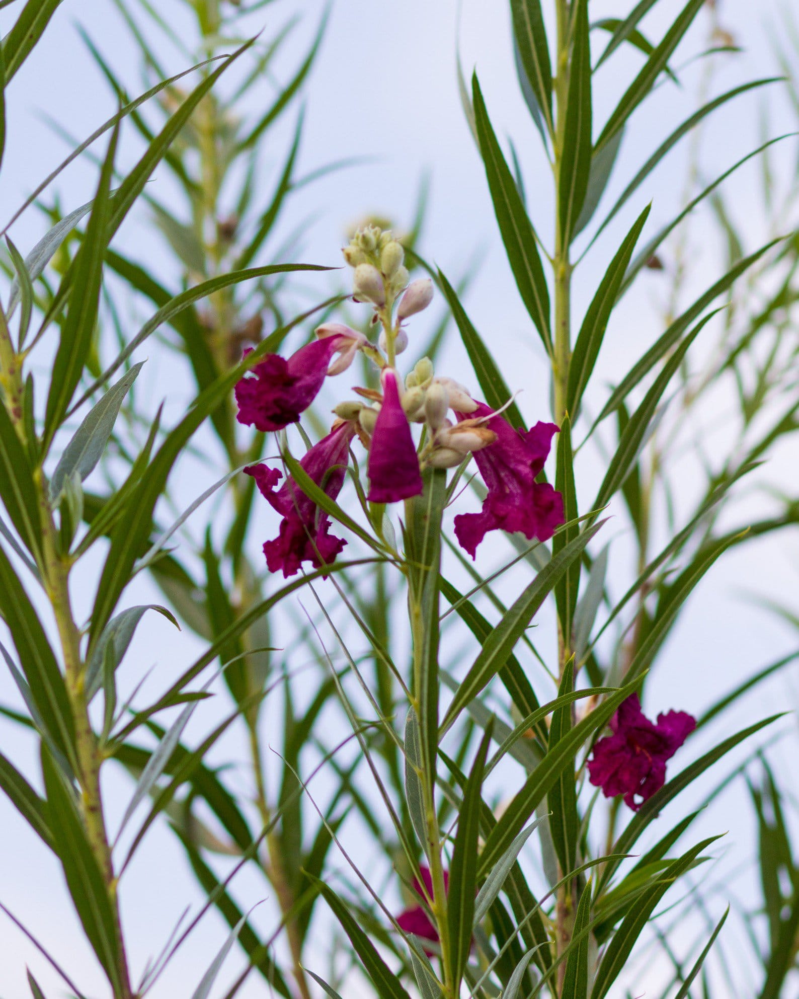 Sweet Bubba Desert Willow Tree Form - view 3