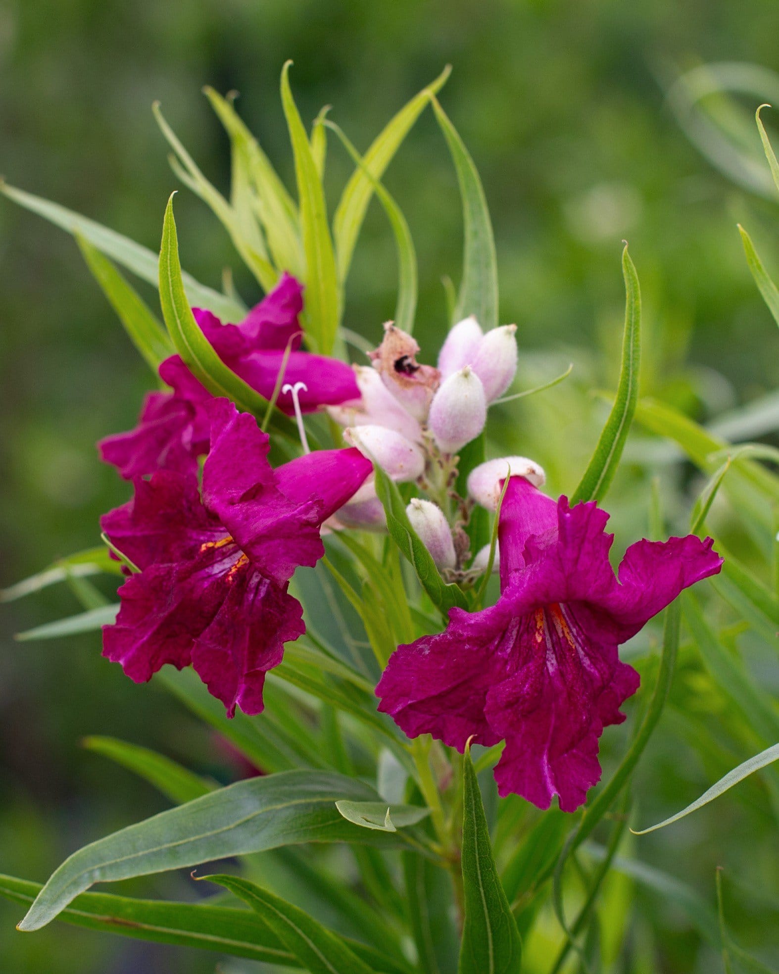 Sweet Bubba Desert Willow Tree Form - view 5