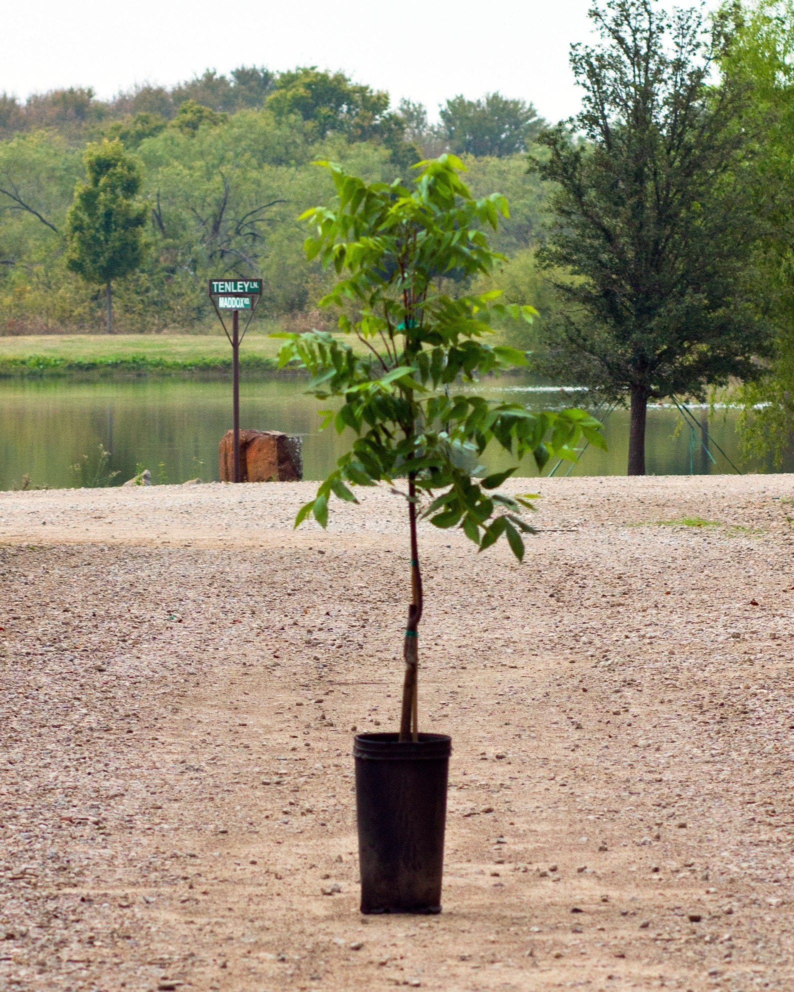 Desirable Pecan - view 2
