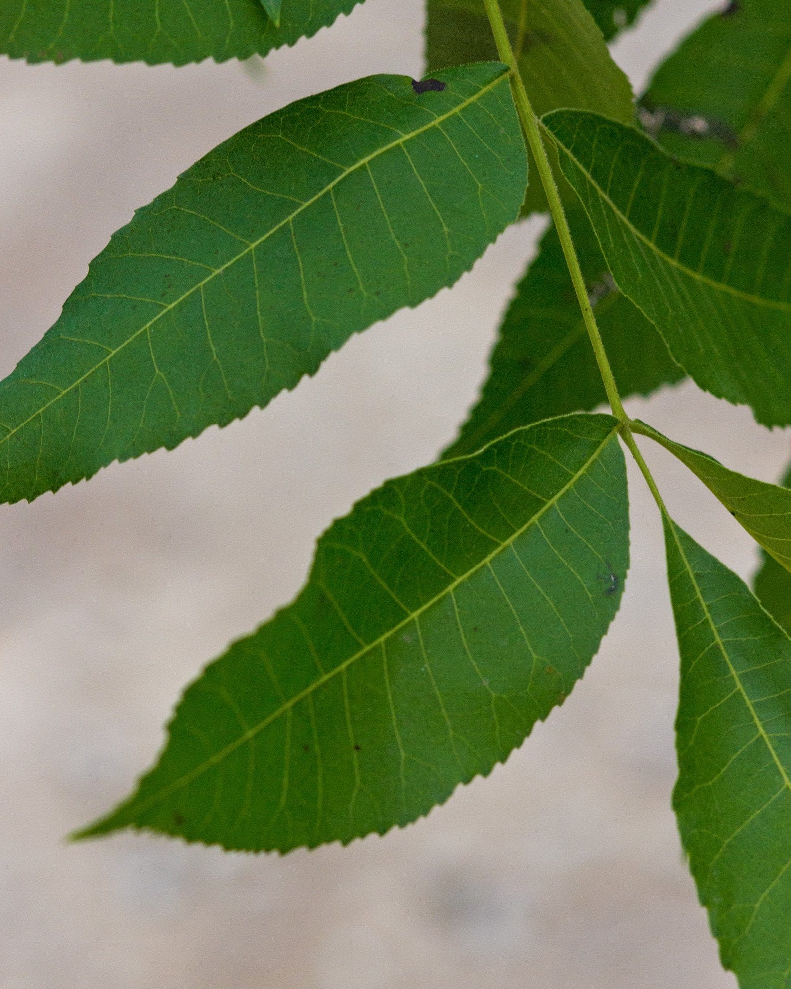 Desirable Pecan - view 3