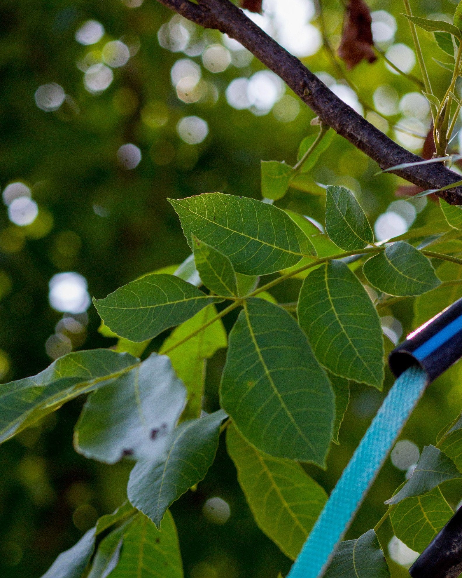 Desirable Pecan - view 4