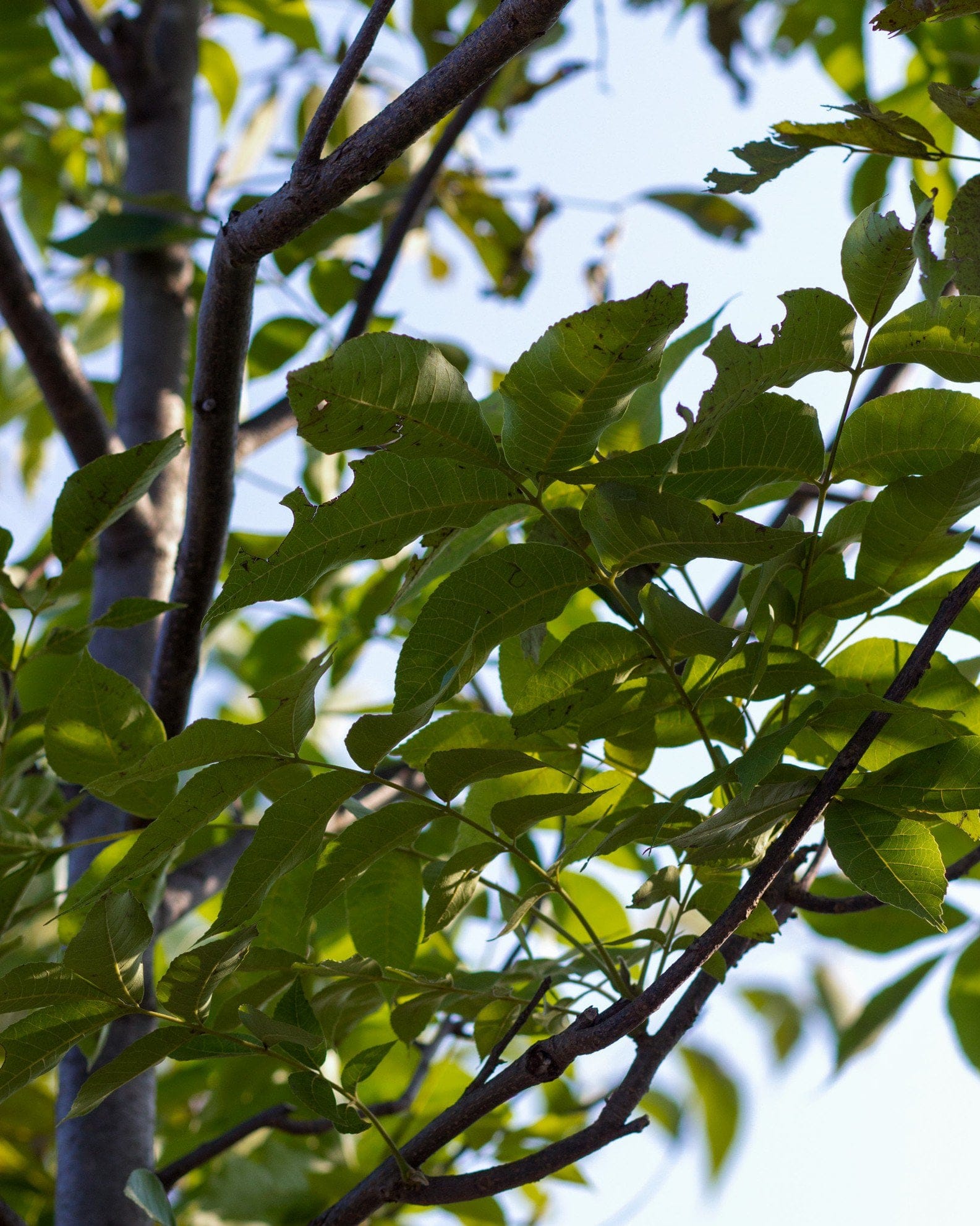 Desirable Pecan - view 5
