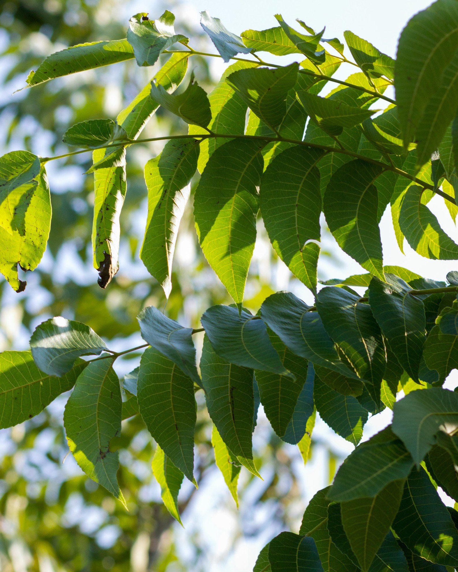 Desirable Pecan - Image 1