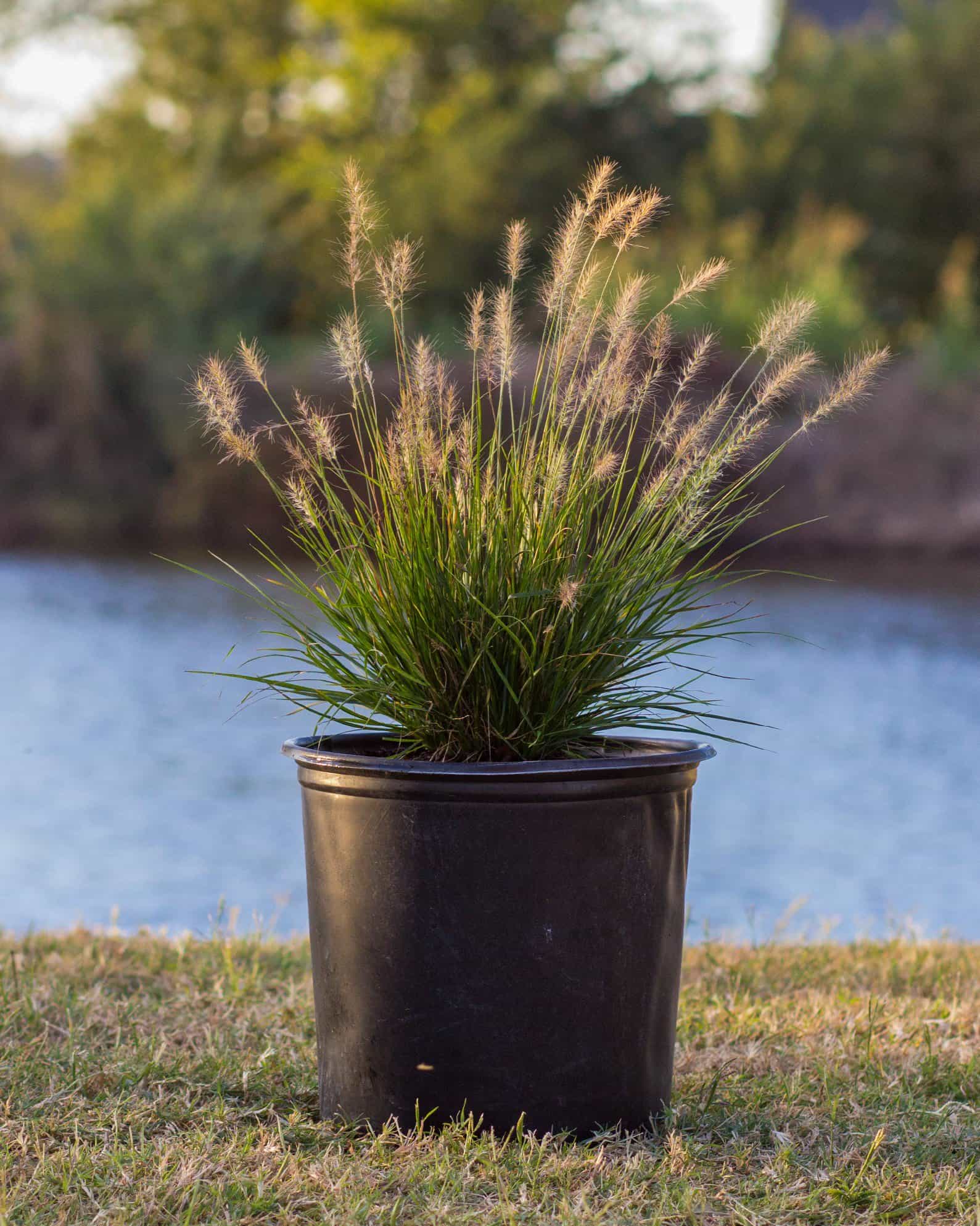Dwarf Hameln Fountain Grass - view 3