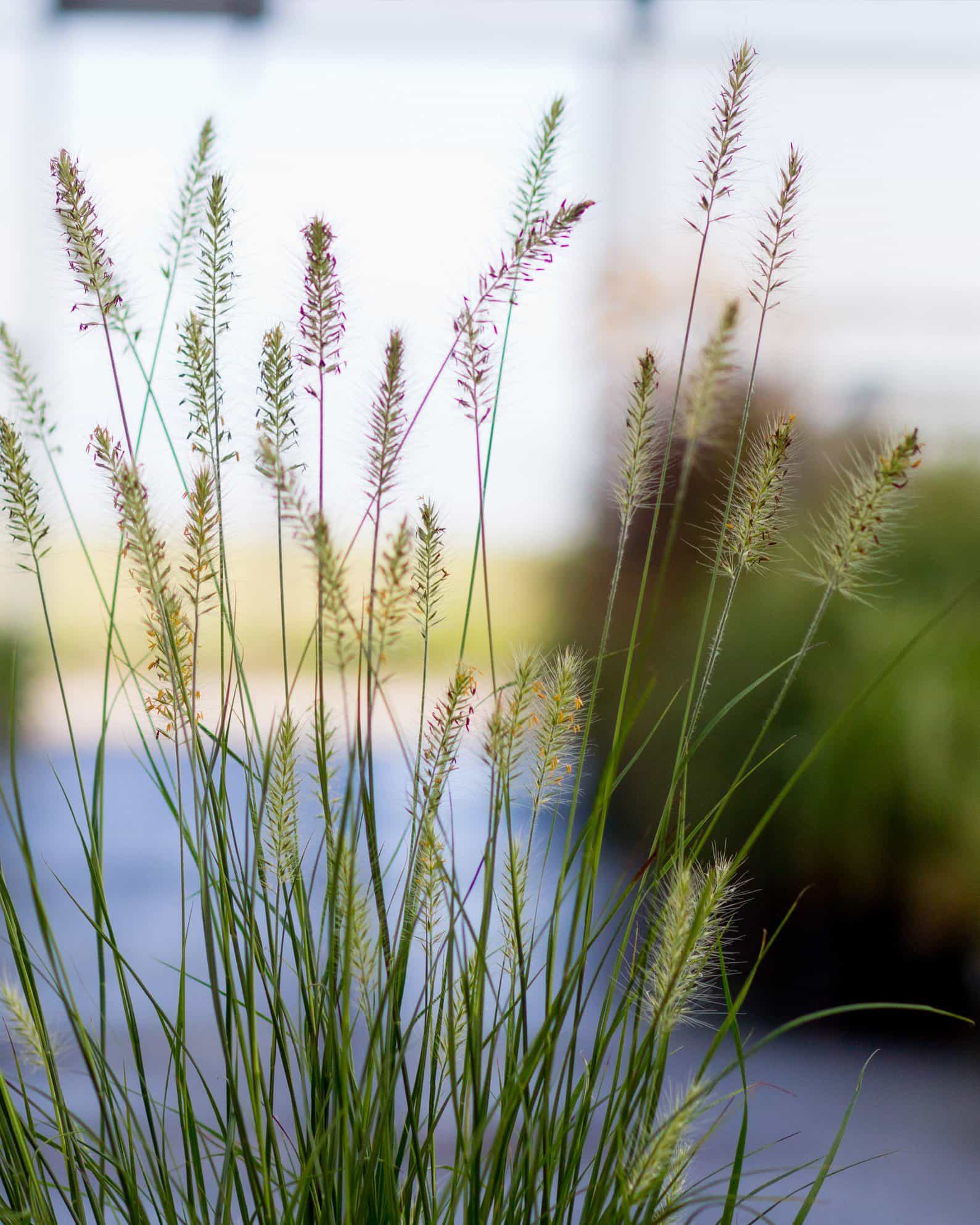 Dwarf Hameln Fountain Grass - view 4