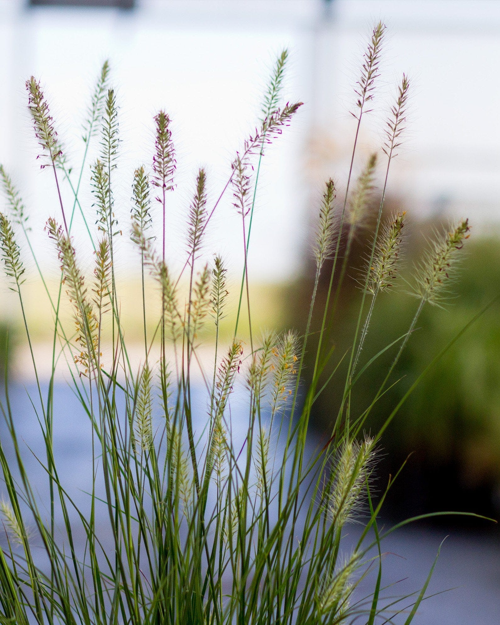 Dwarf Hameln Fountain Grass - view 4
