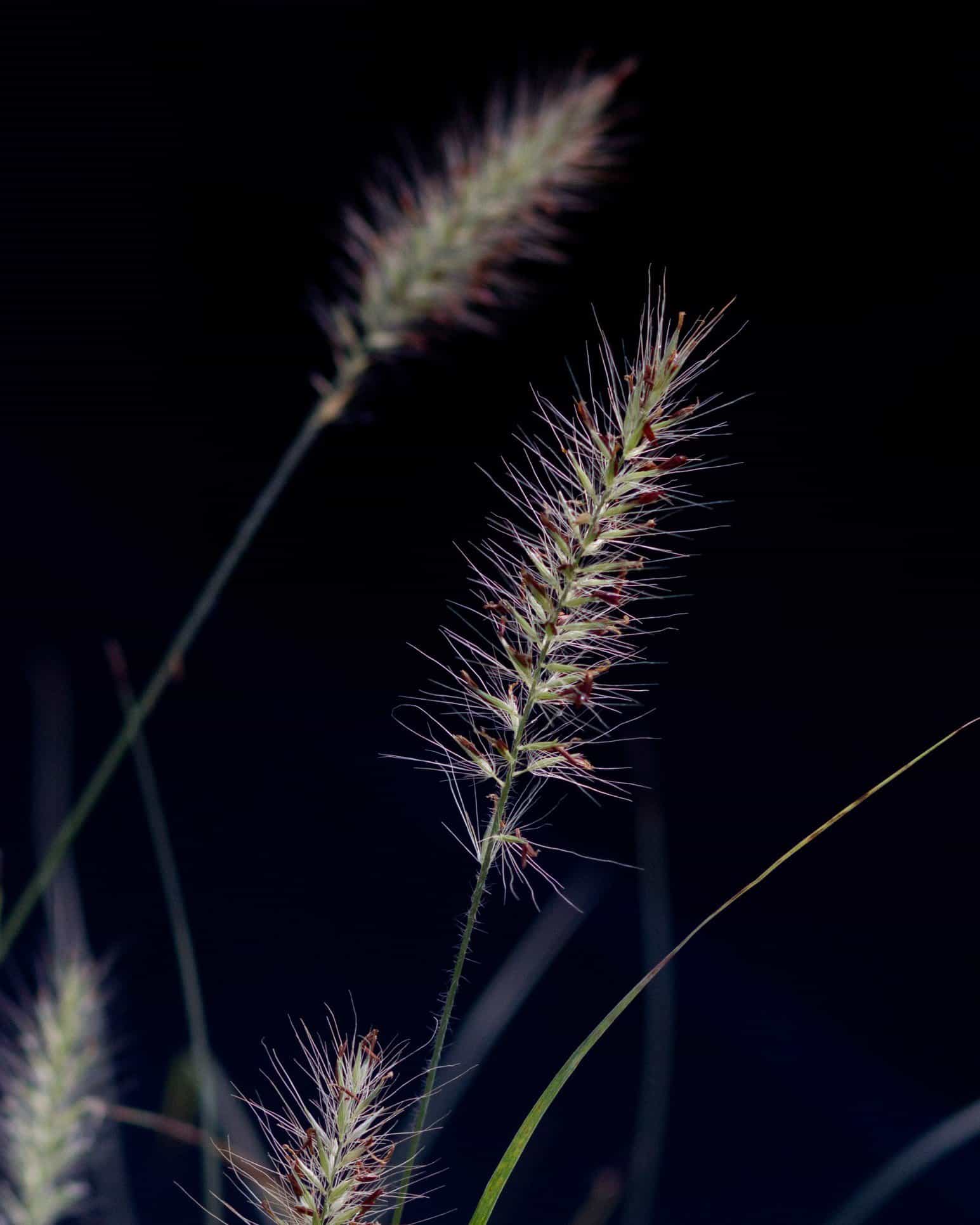 Dwarf Hameln Fountain Grass - view 5