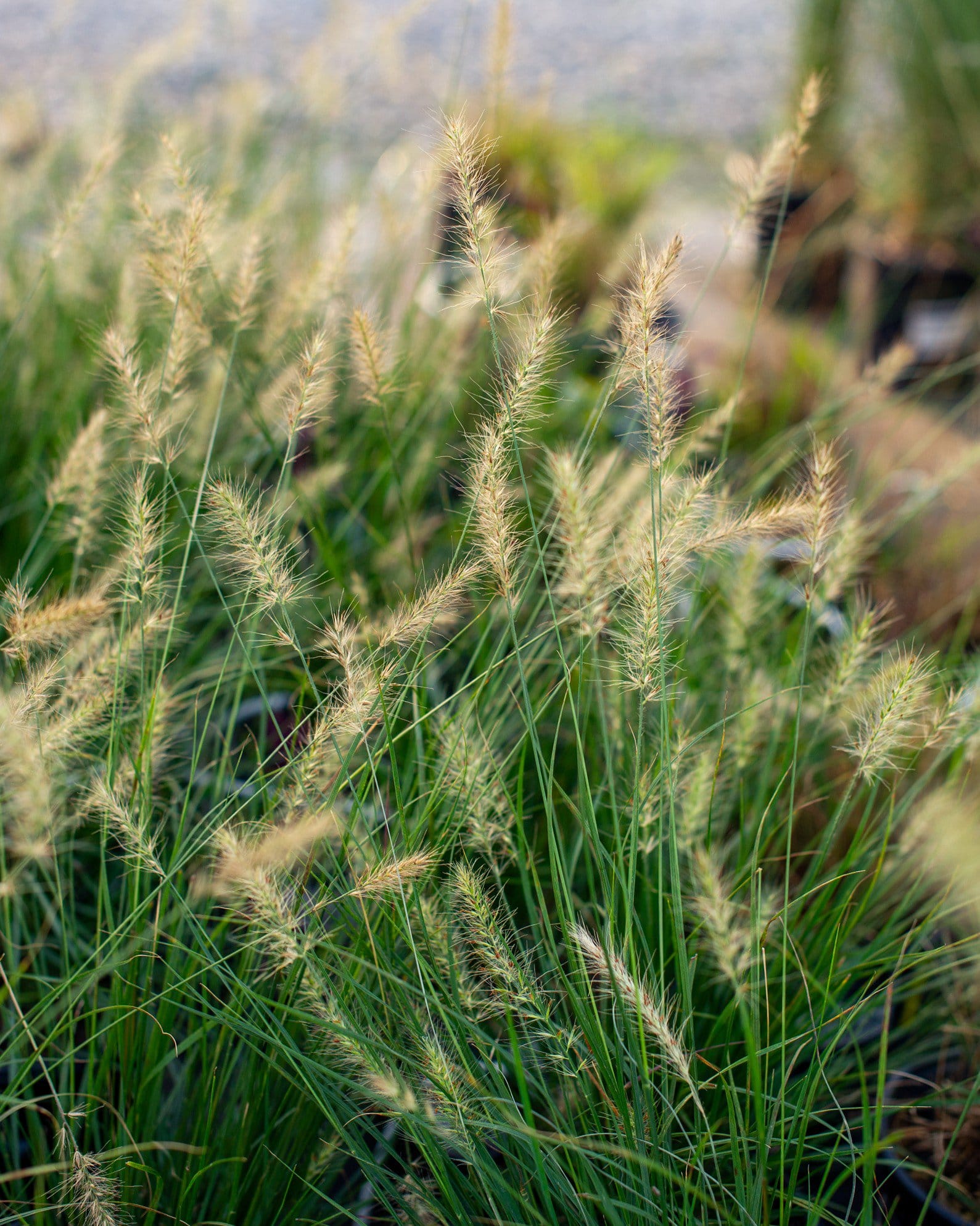 Dwarf Hameln Fountain Grass - view 5