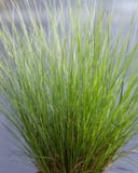 Dwarf Little Bunny Fountain Grass thumbnail 2