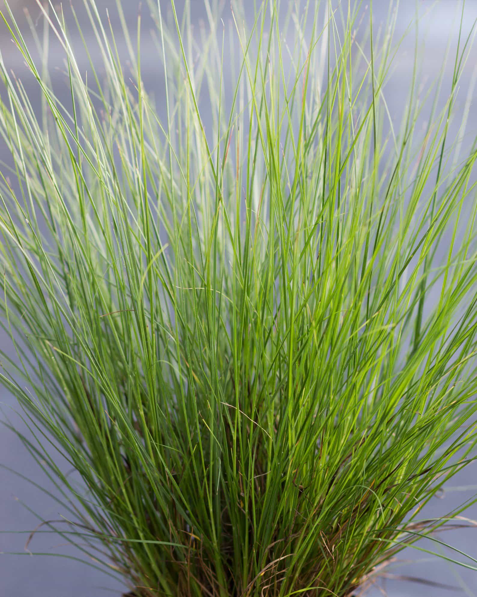 Dwarf Little Bunny Fountain Grass - view 2